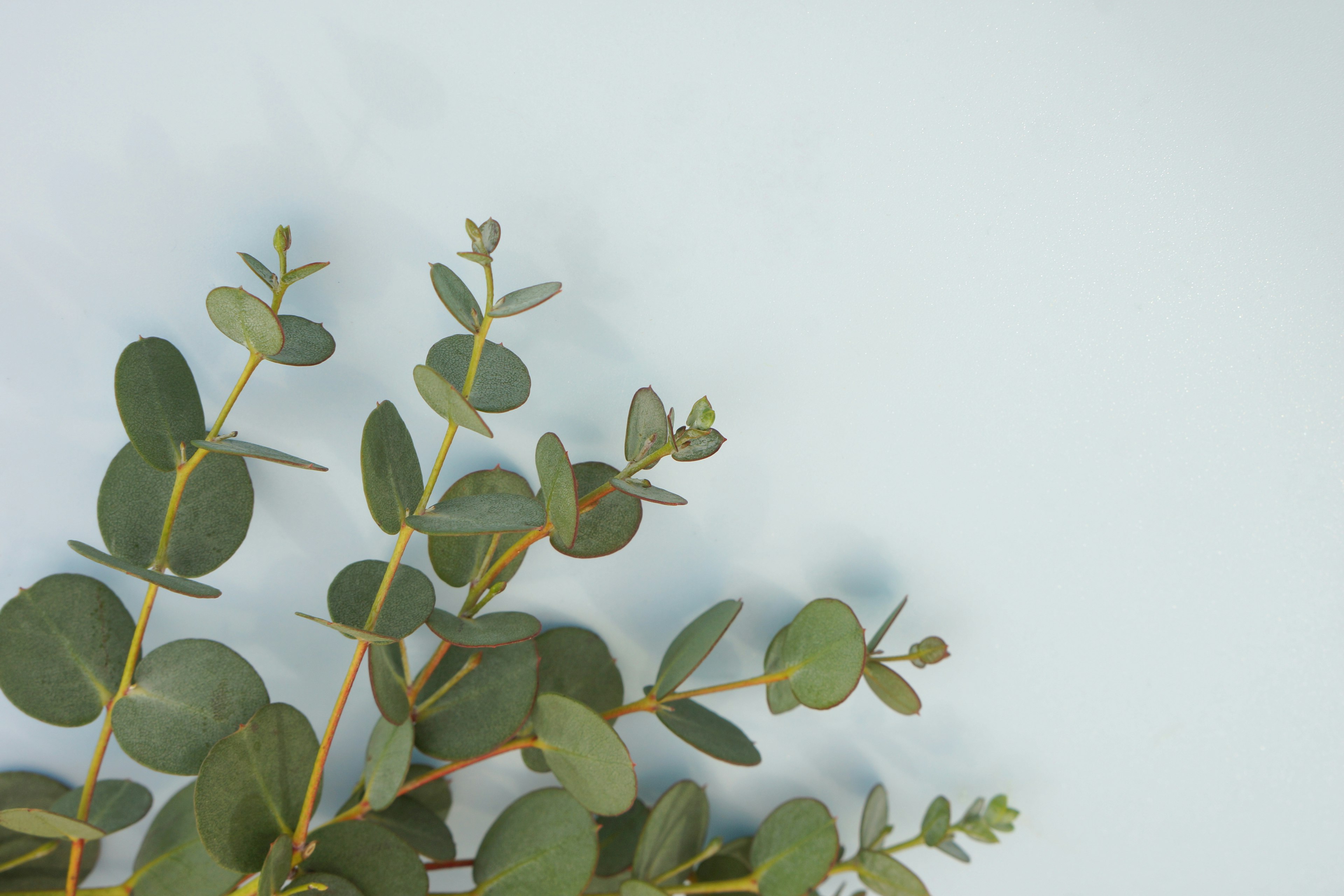 Image présentant des feuilles d'eucalyptus sur un fond bleu