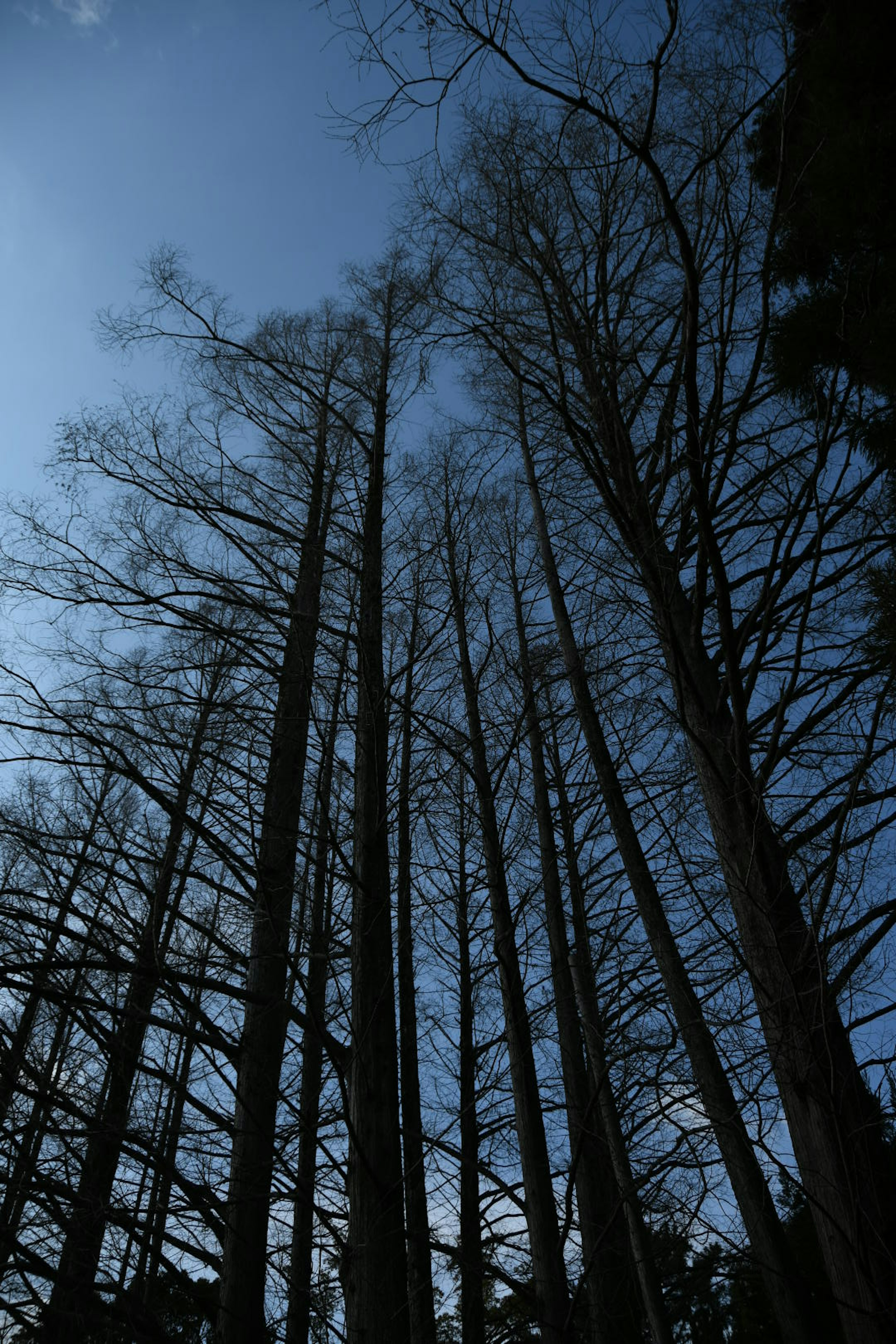 Árboles altos que se dirigen hacia el cielo azul