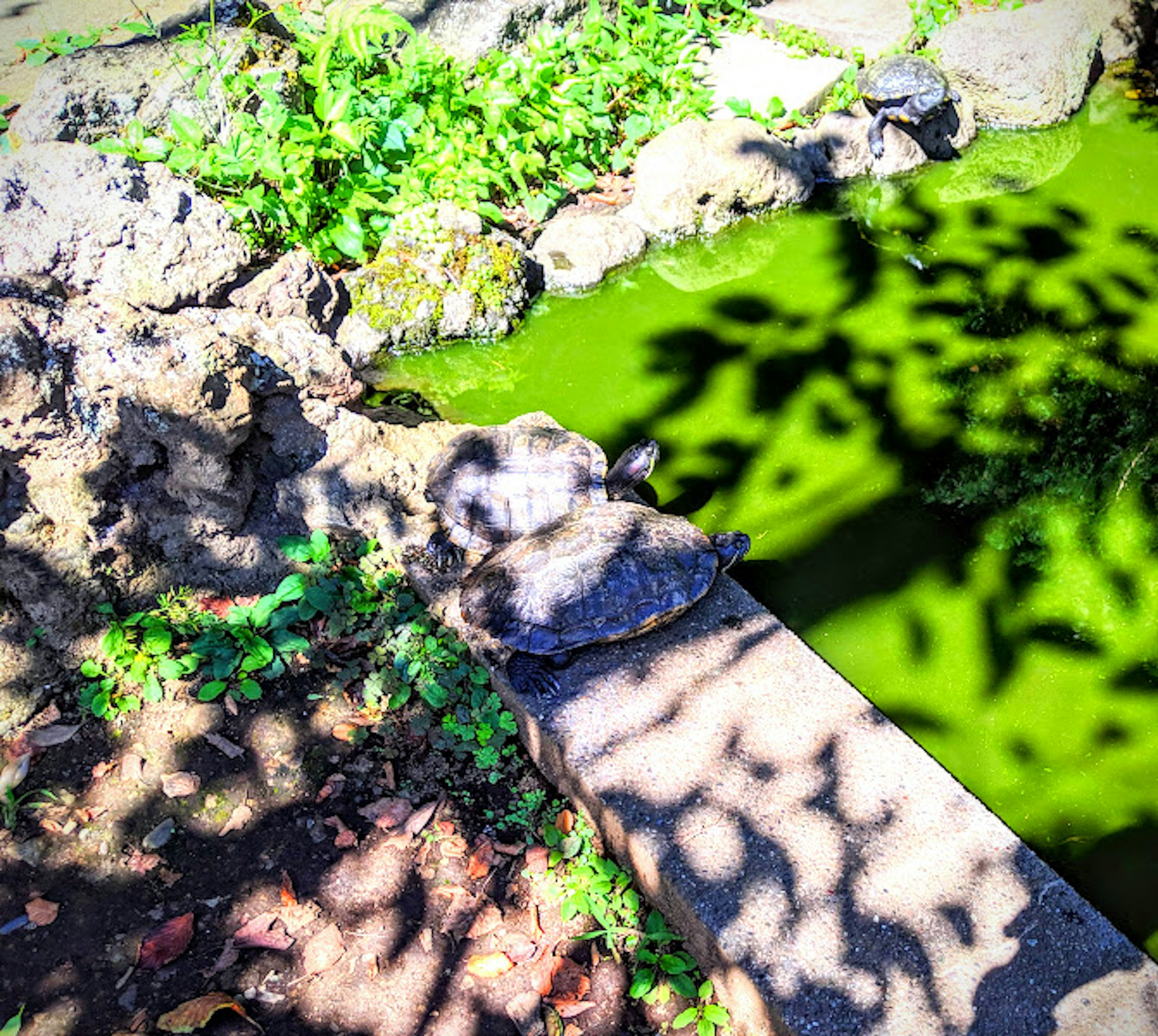 A turtle resting near a green pond surrounded by rocks and plants