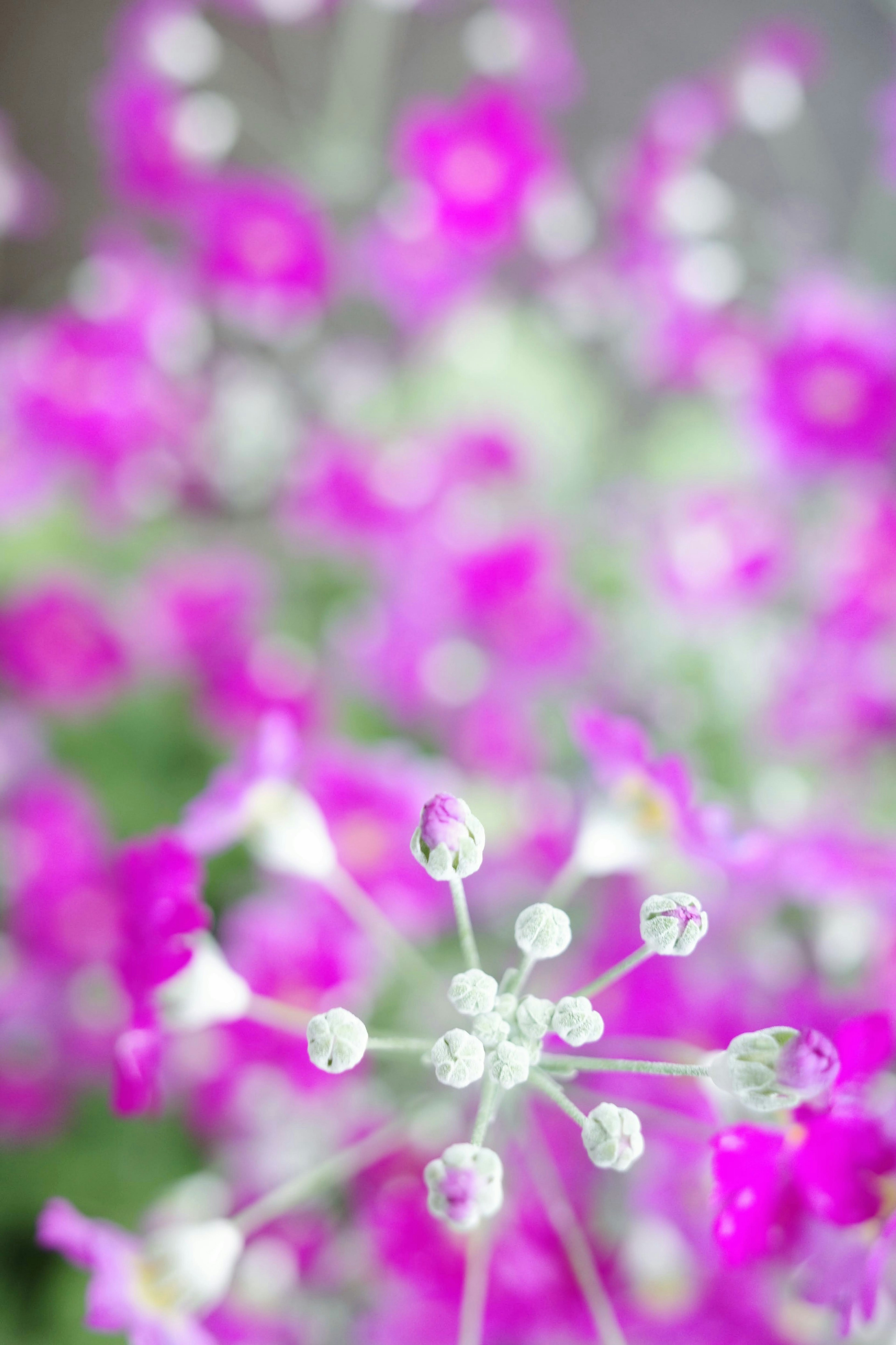 鮮やかな紫色の花がぼやけた背景に映える花のクローズアップ