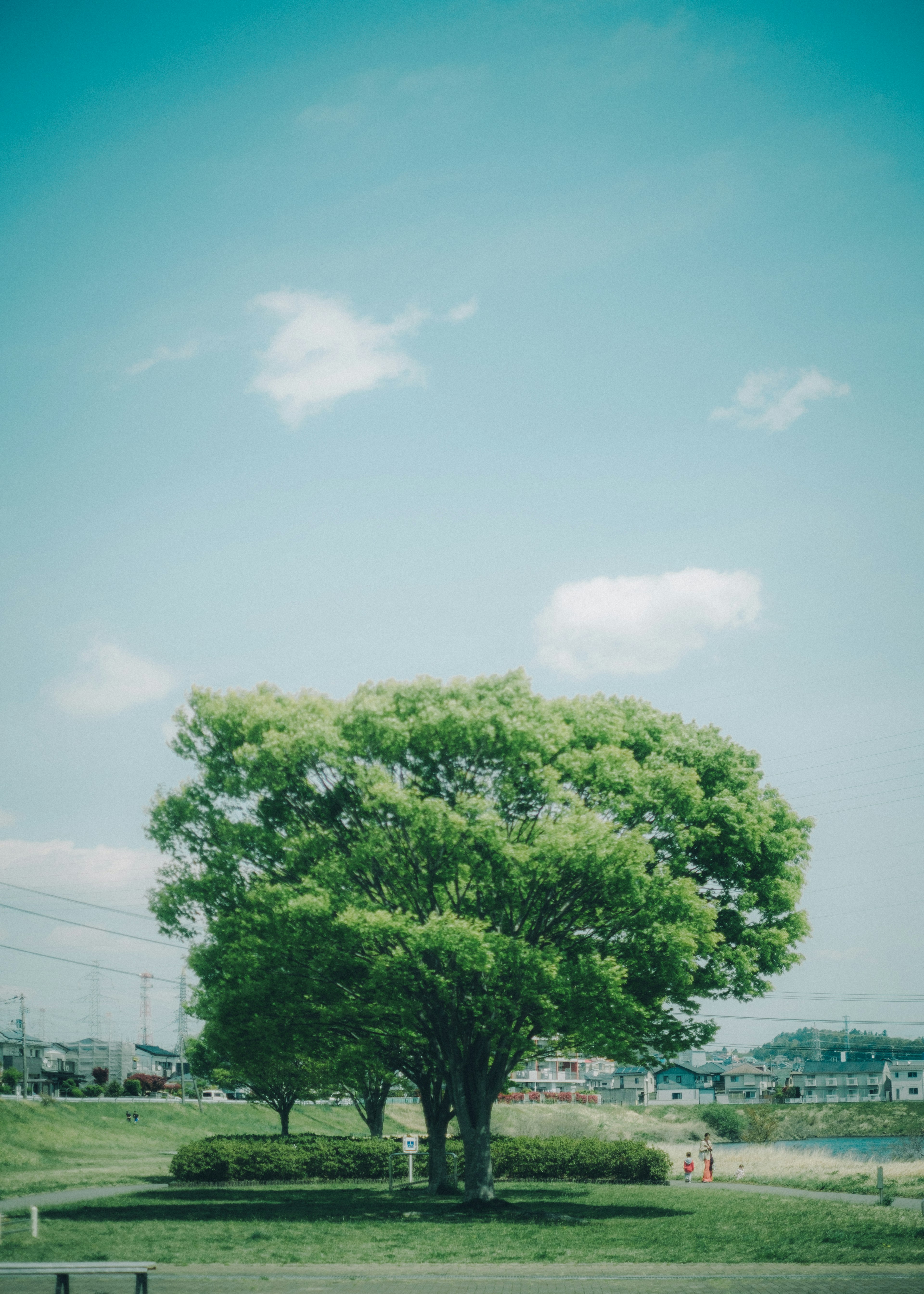 青空の下に立つ緑豊かな大きな木