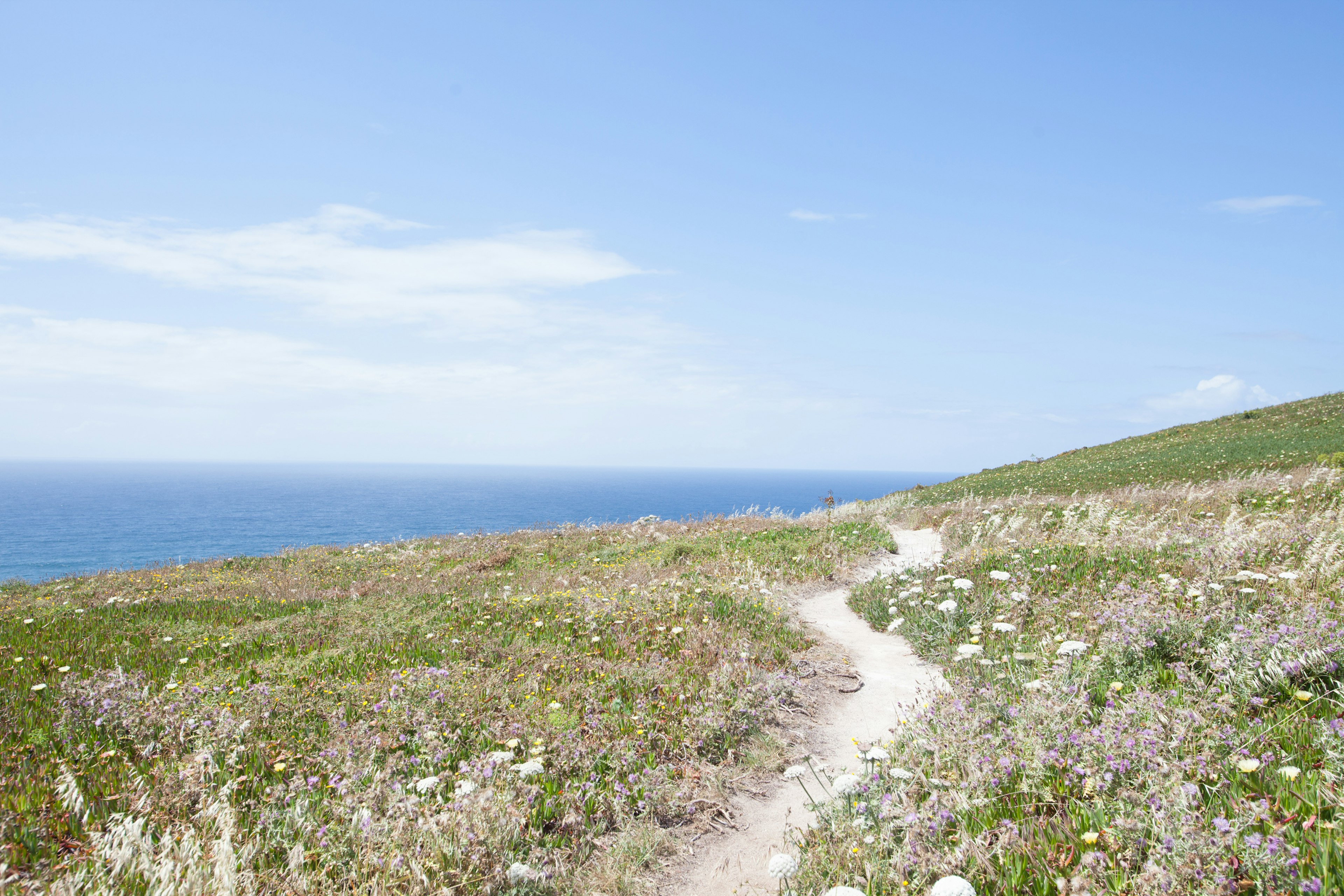 青い海と草原が広がる風景に続く小道