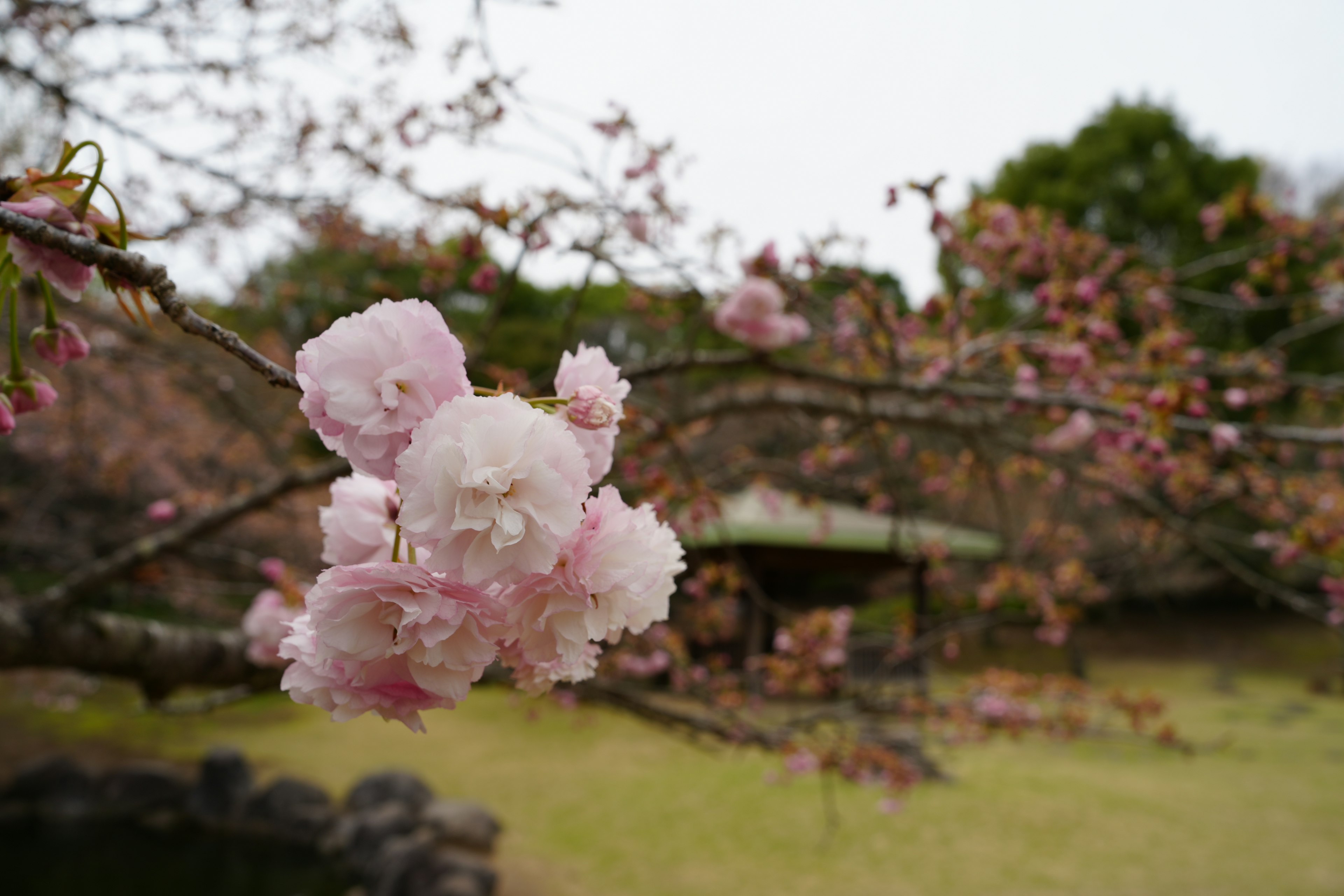 Close-up of cherry blossoms on a branch with a blurred background