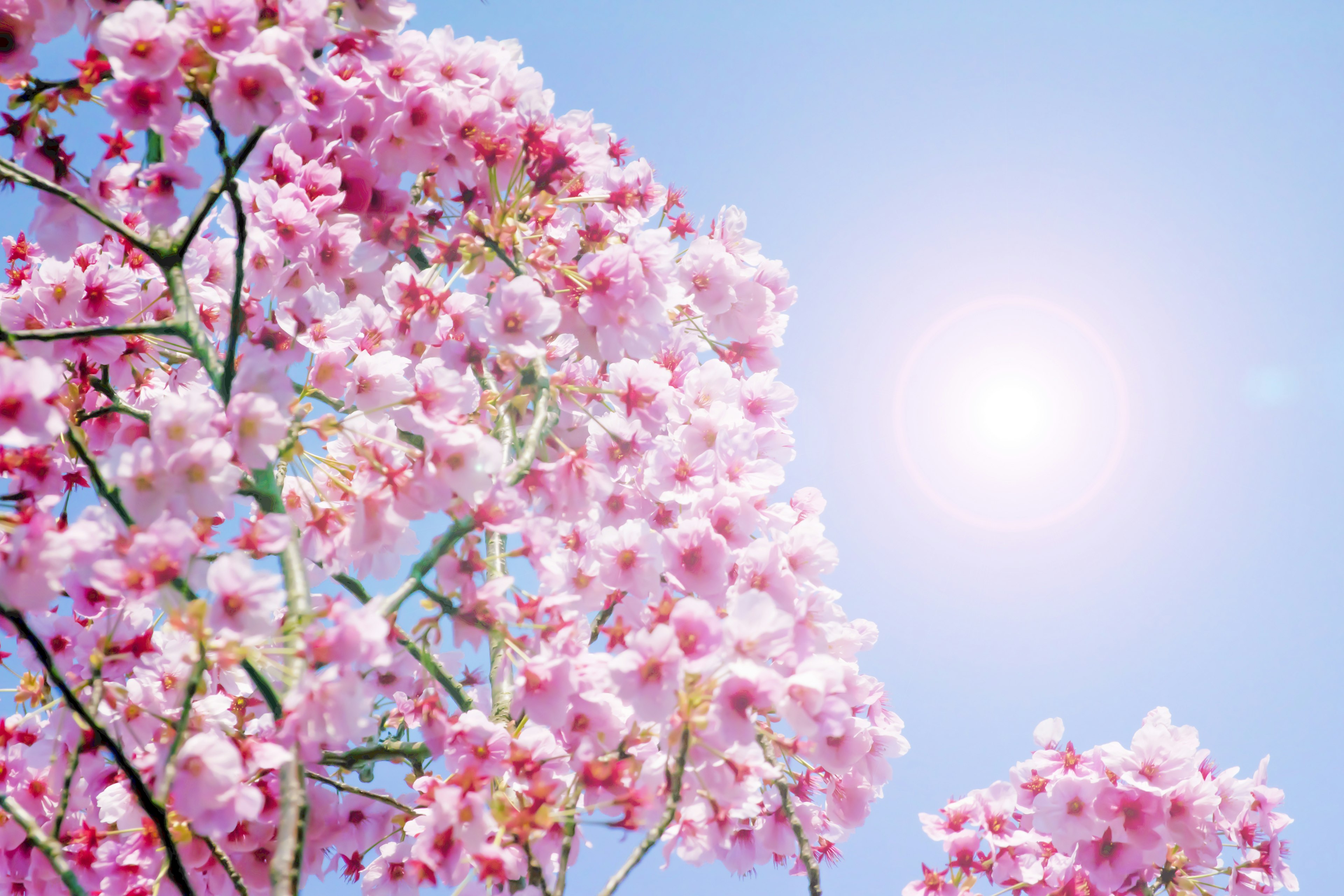 Gros plan de fleurs roses sur fond de ciel bleu