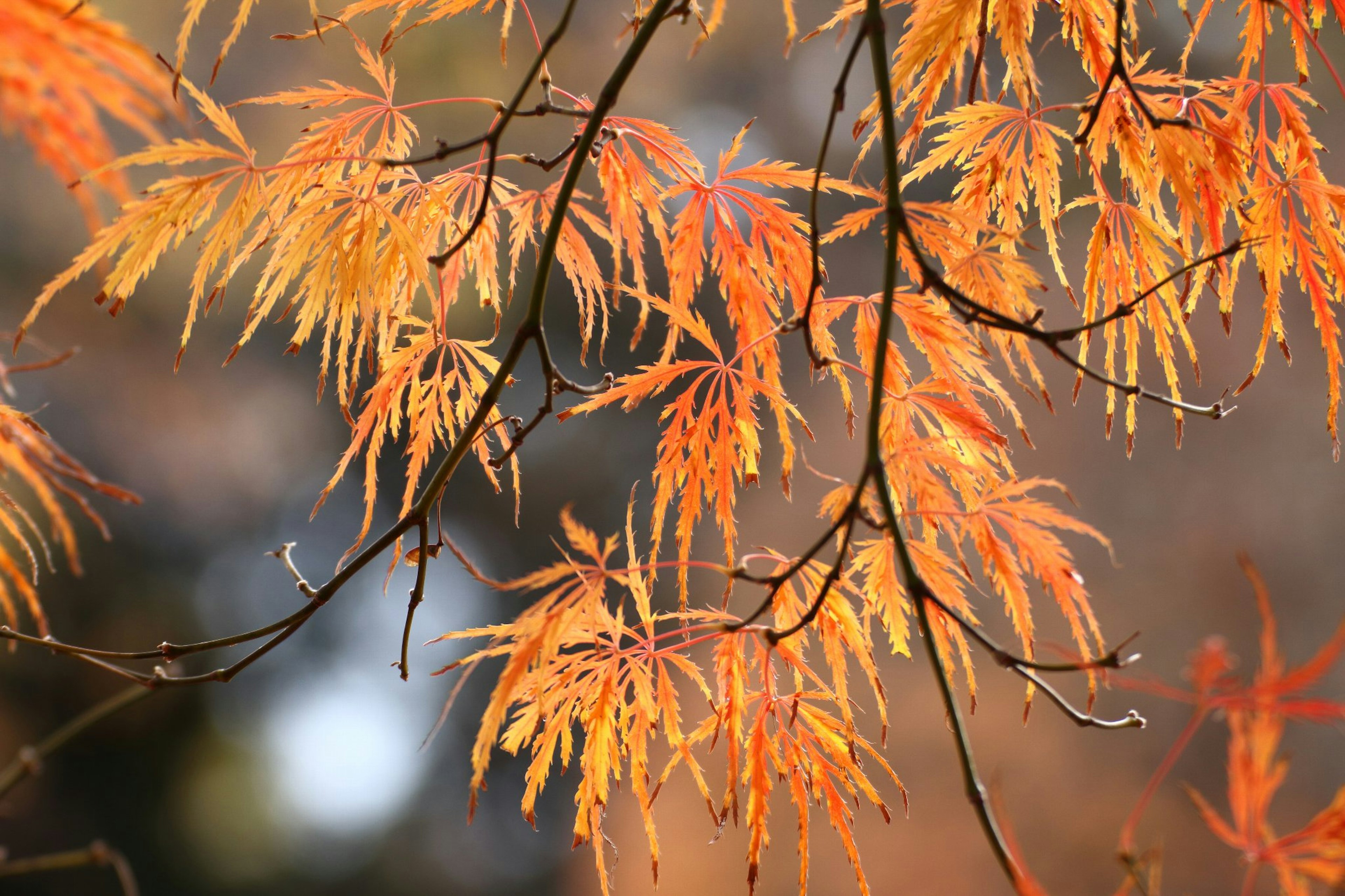 Feuilles d'érable orange vif sur des branches dans un cadre automnal