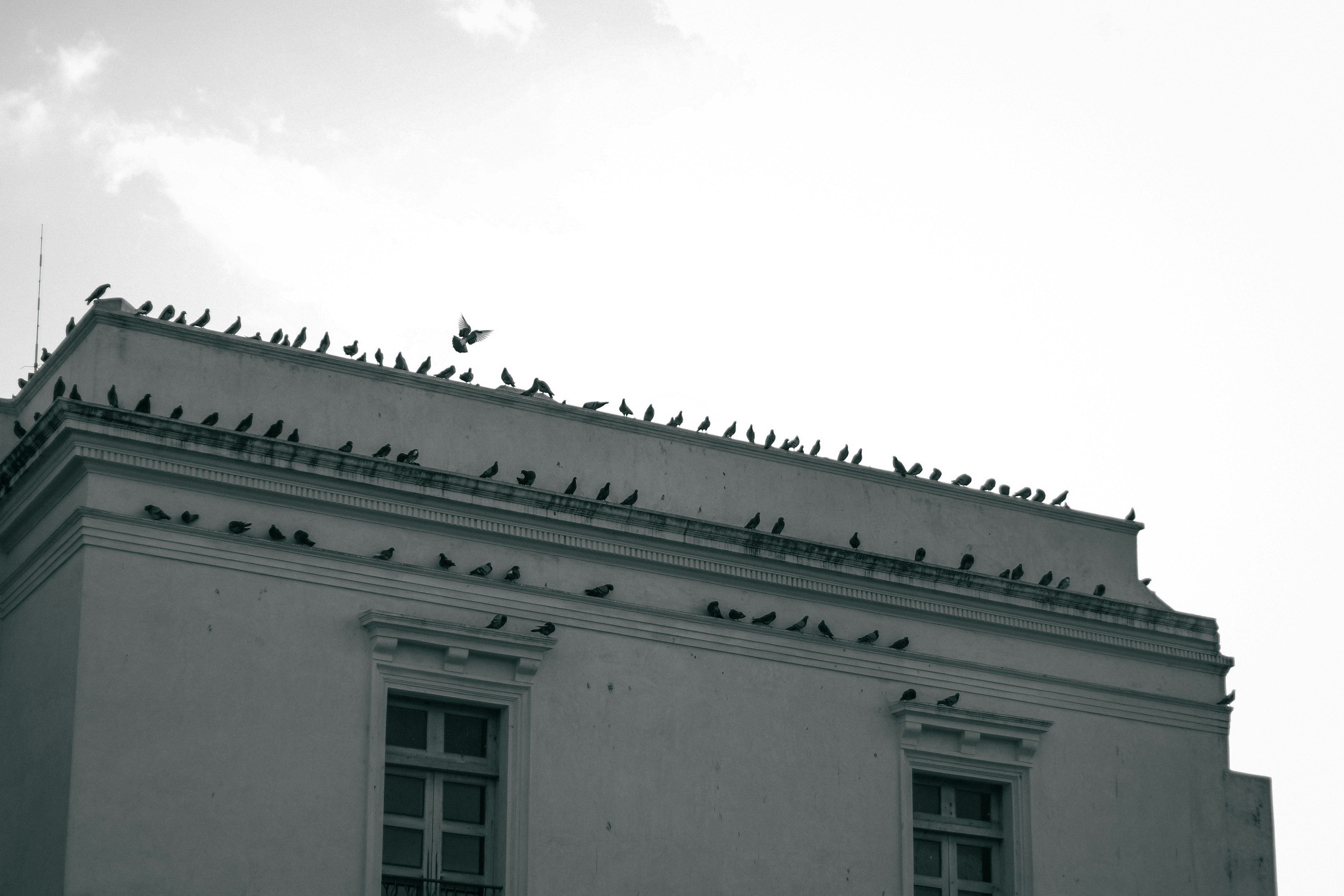 A monochrome image of a building roof covered with numerous birds