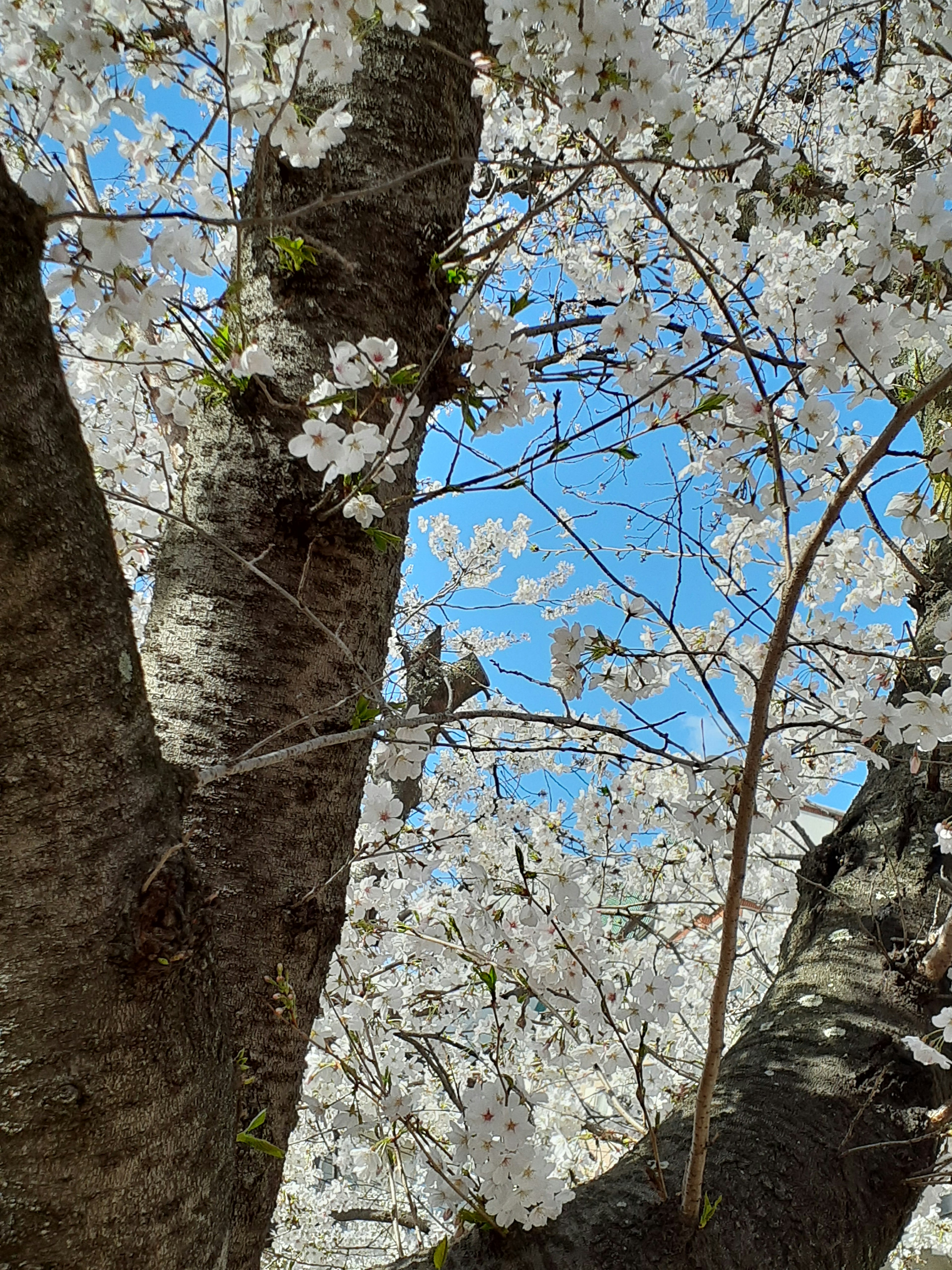 Primer plano de ramas de cerezo en flor contra un cielo azul