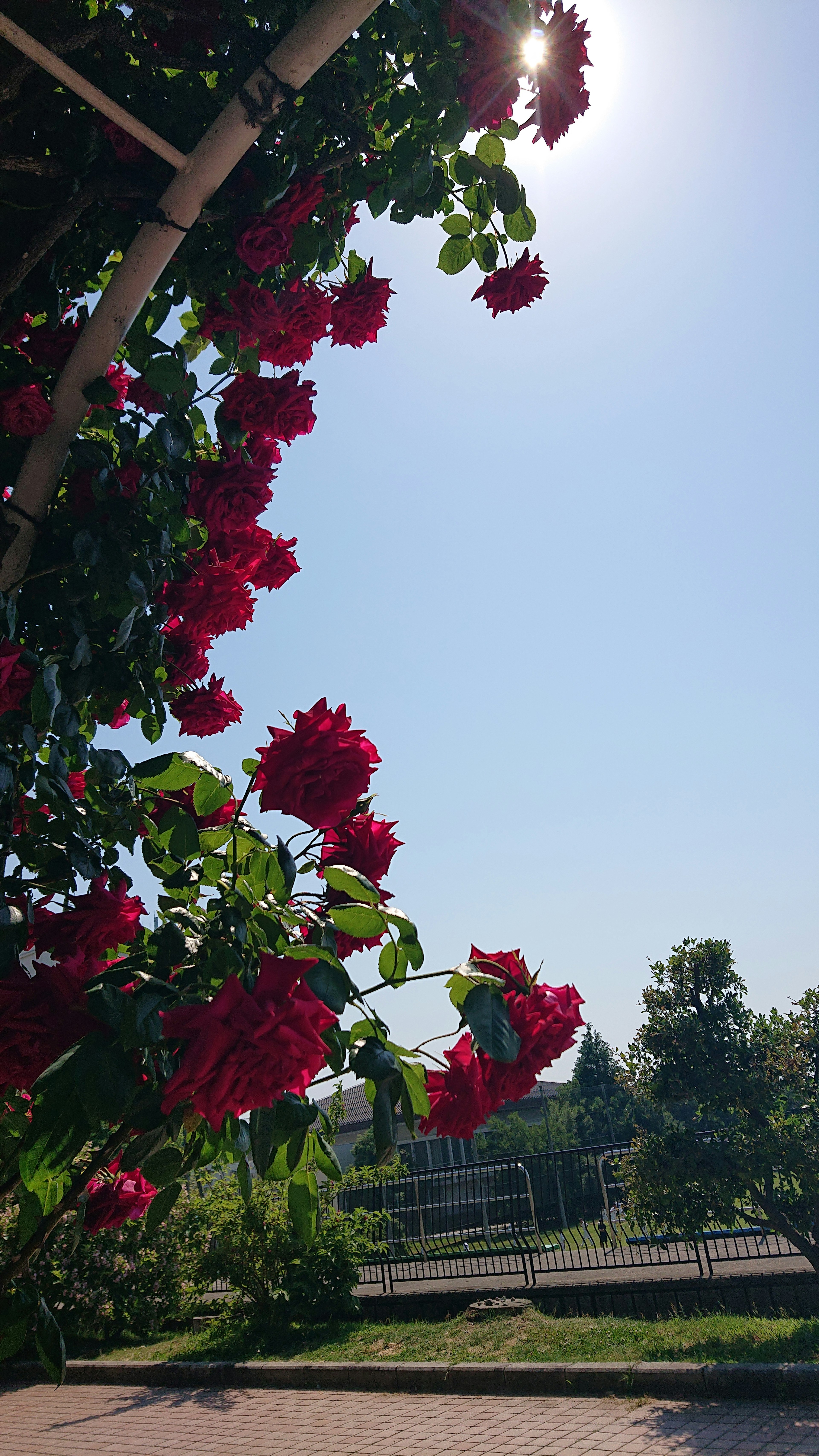 Fiori di bougainvillea rossi vivaci contro un cielo blu chiaro