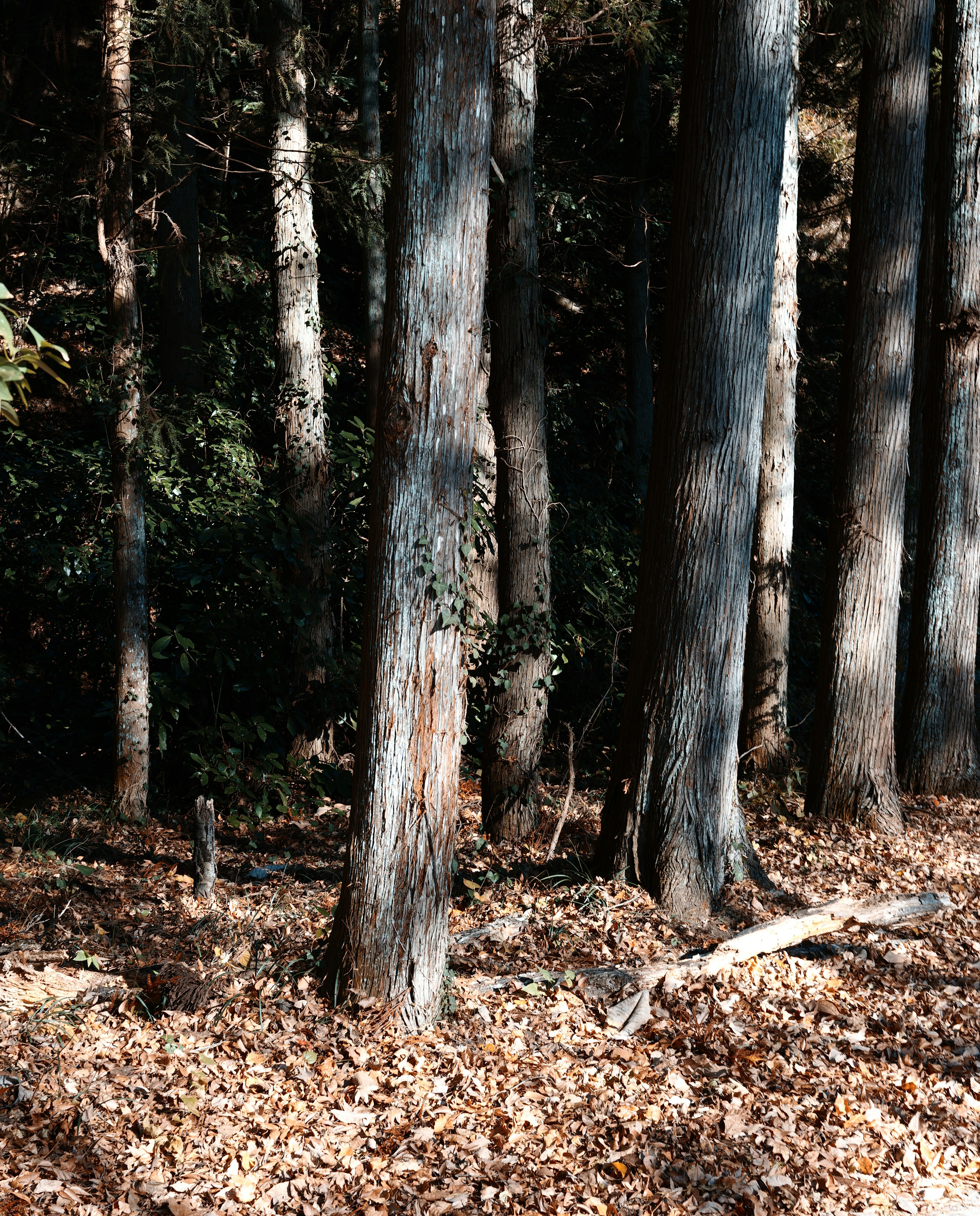 Scena forestale con alberi su foglie secche