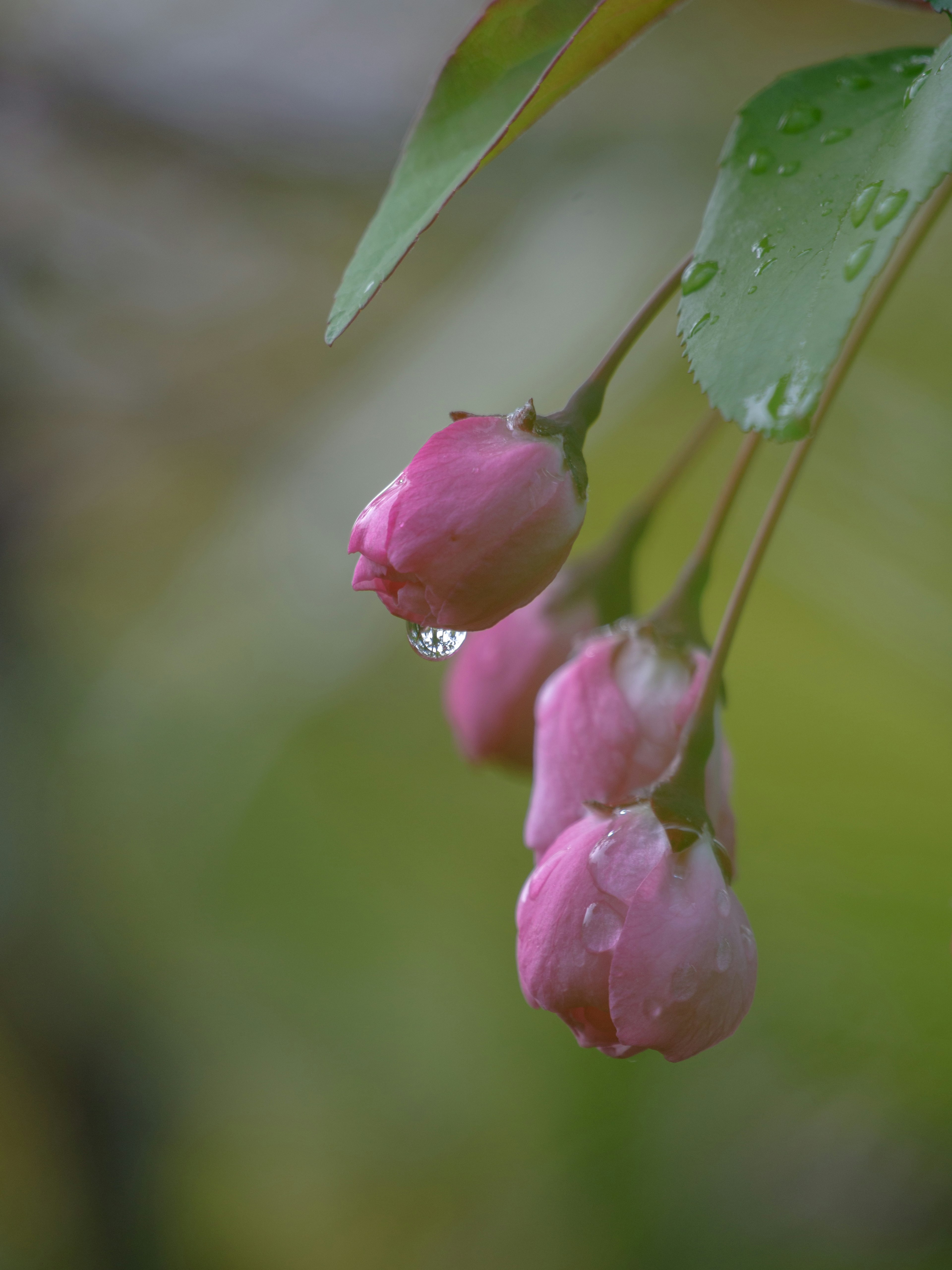 水滴がついたピンクの花蕾が緑の葉から垂れ下がっている