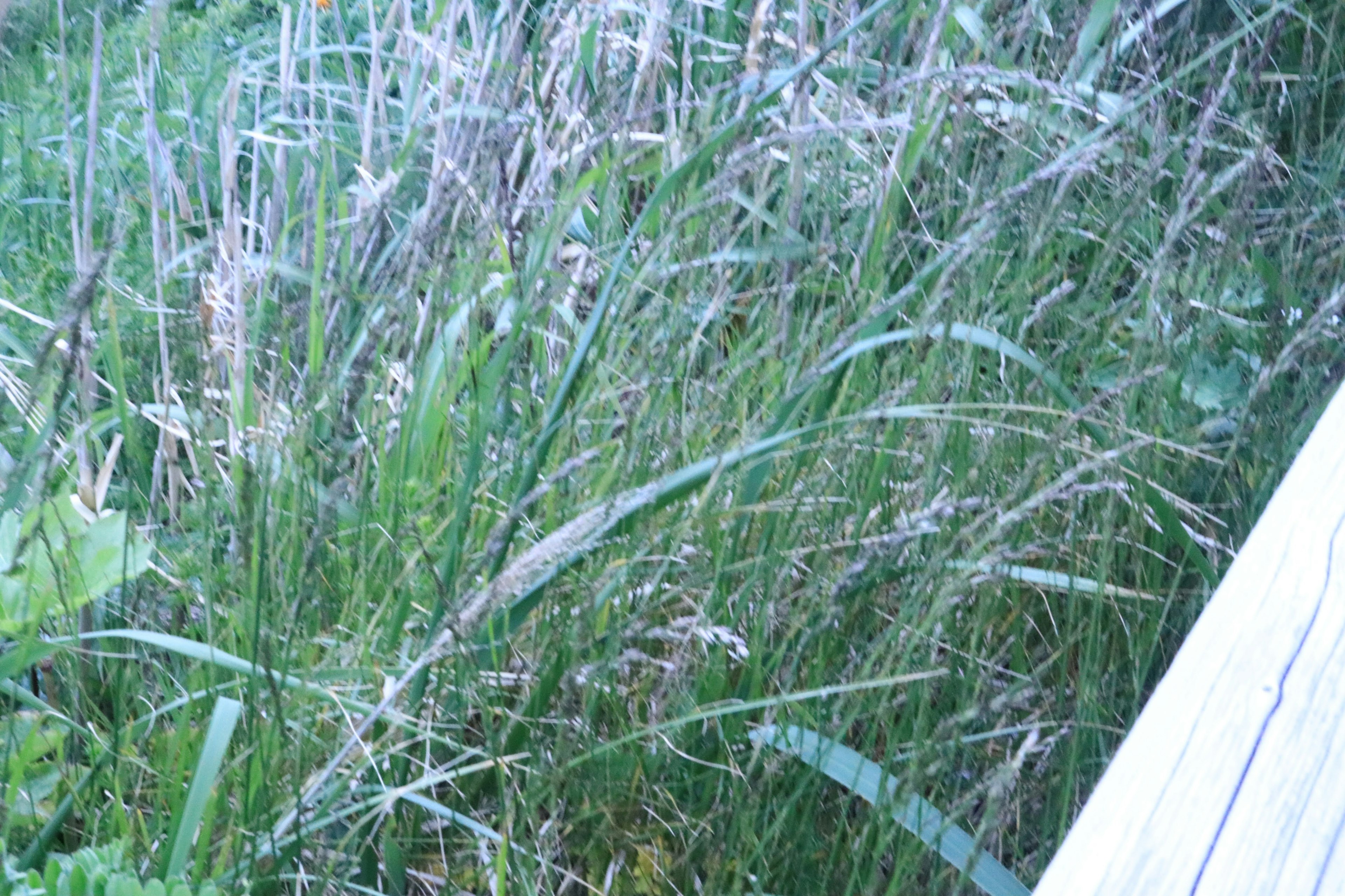 Üppiges grünes Gras gemischt mit trockenem Gras in einer natürlichen Umgebung