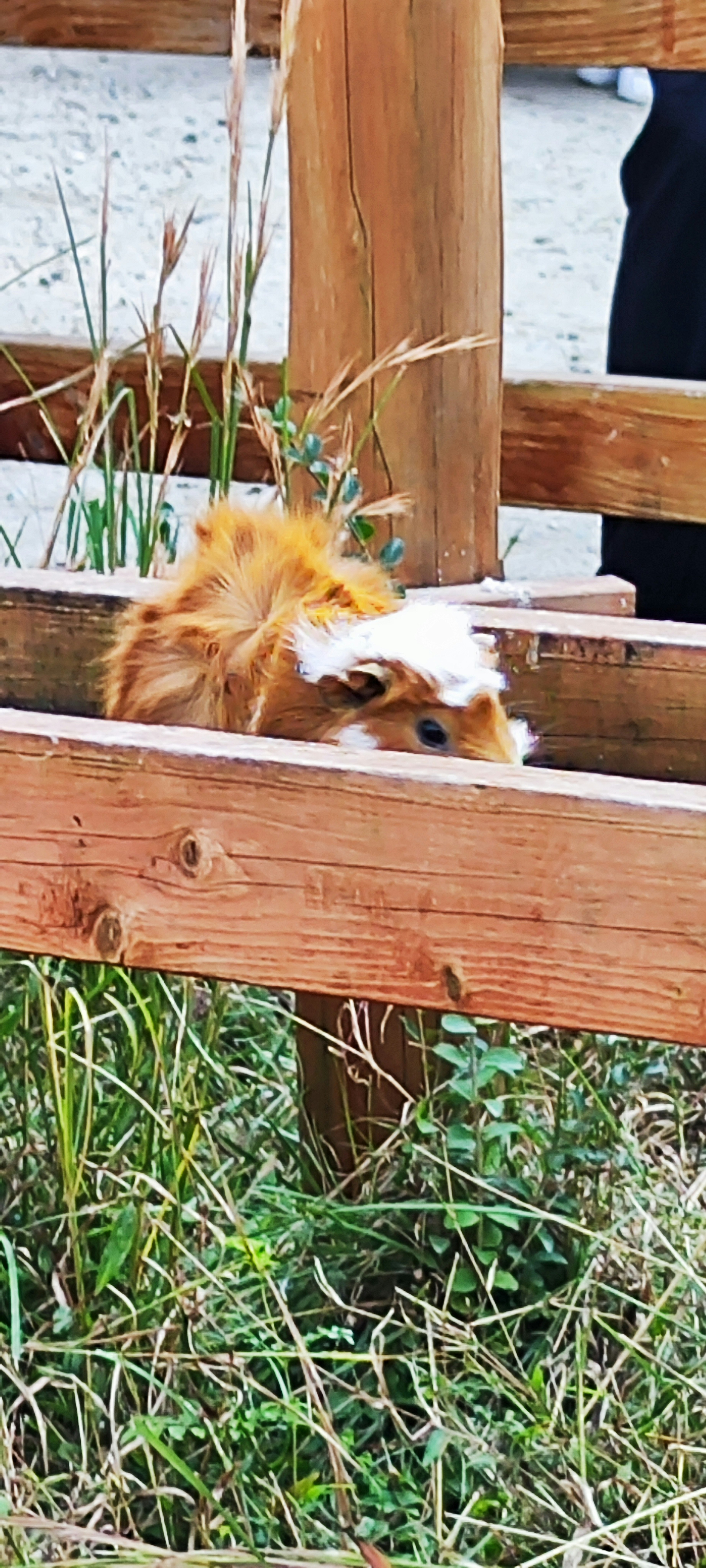 Orange guinea pig peeking through a wooden fence