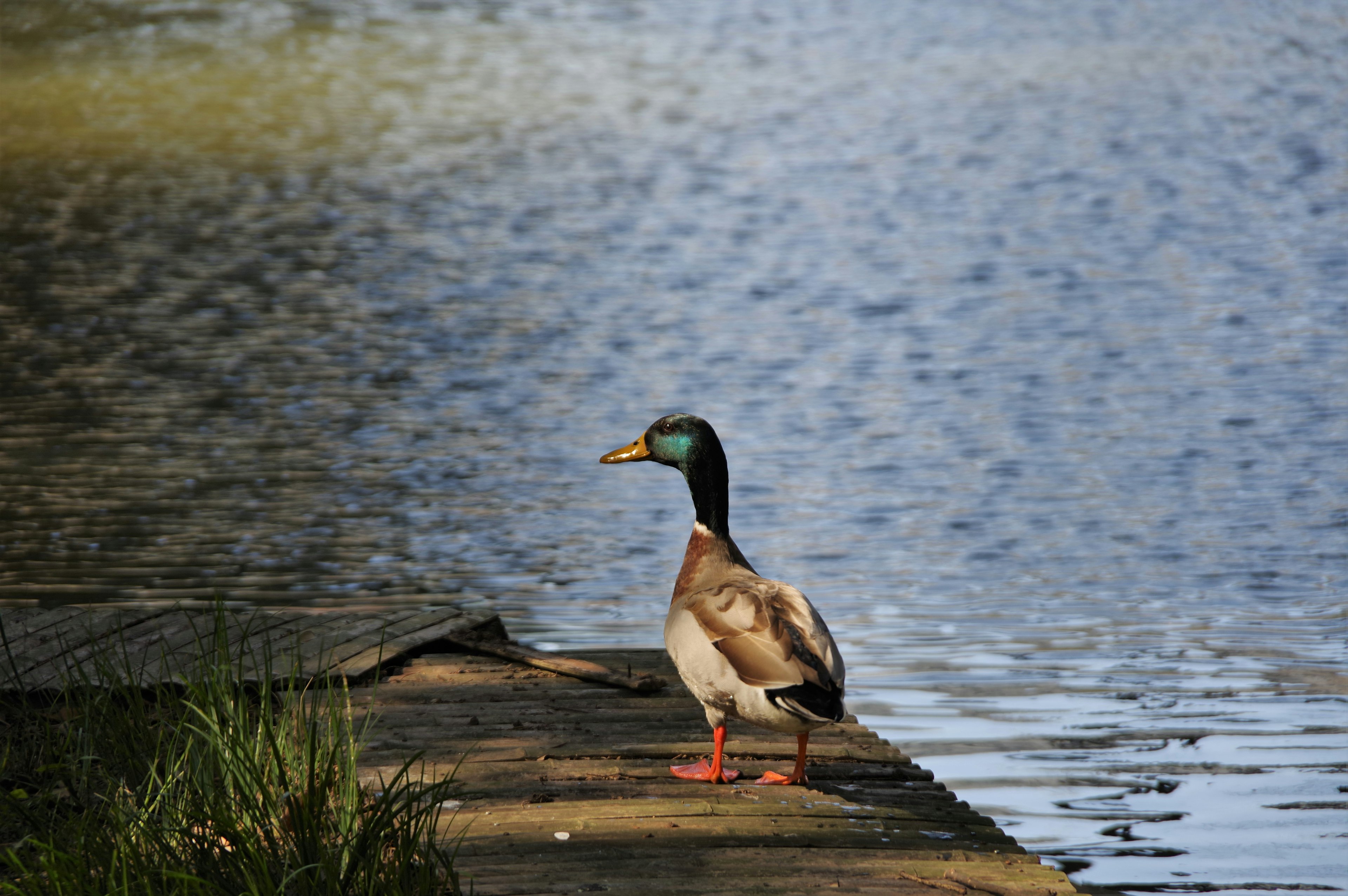 Pato macho mallard de pie junto al agua