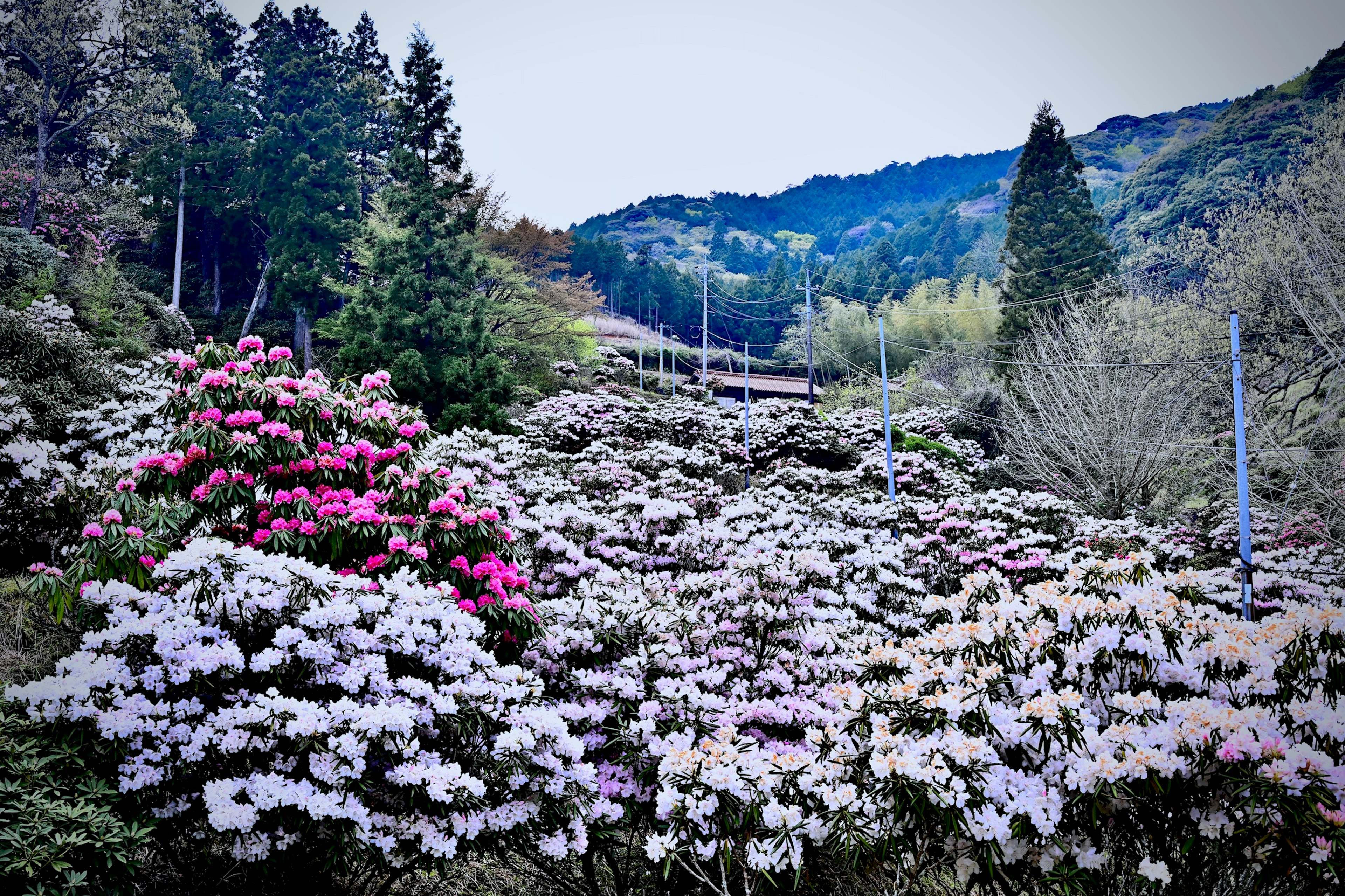 Vibrant flowering landscape with colorful blooms and mountainous backdrop