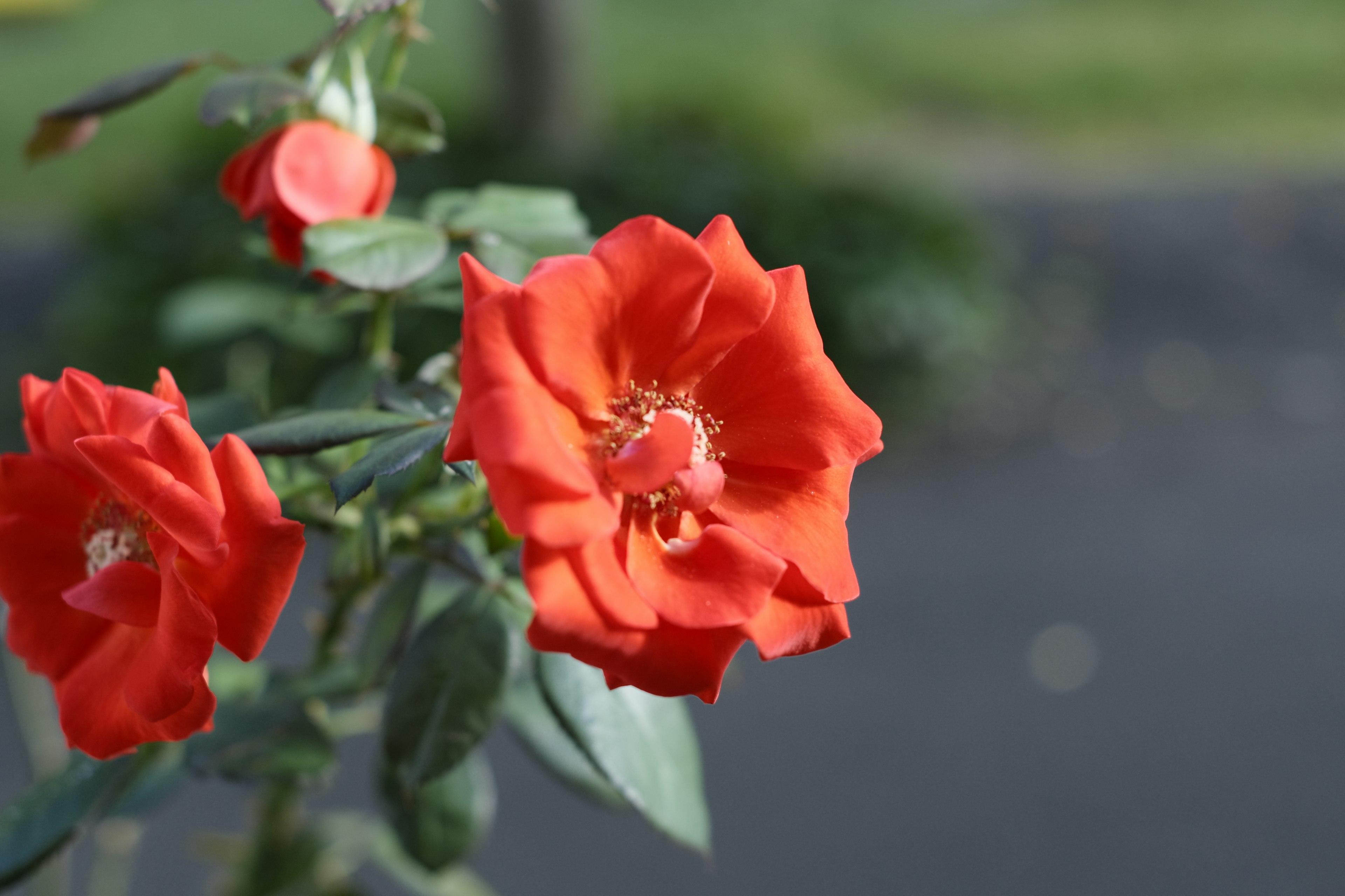 鮮やかな赤いバラの花が咲いている