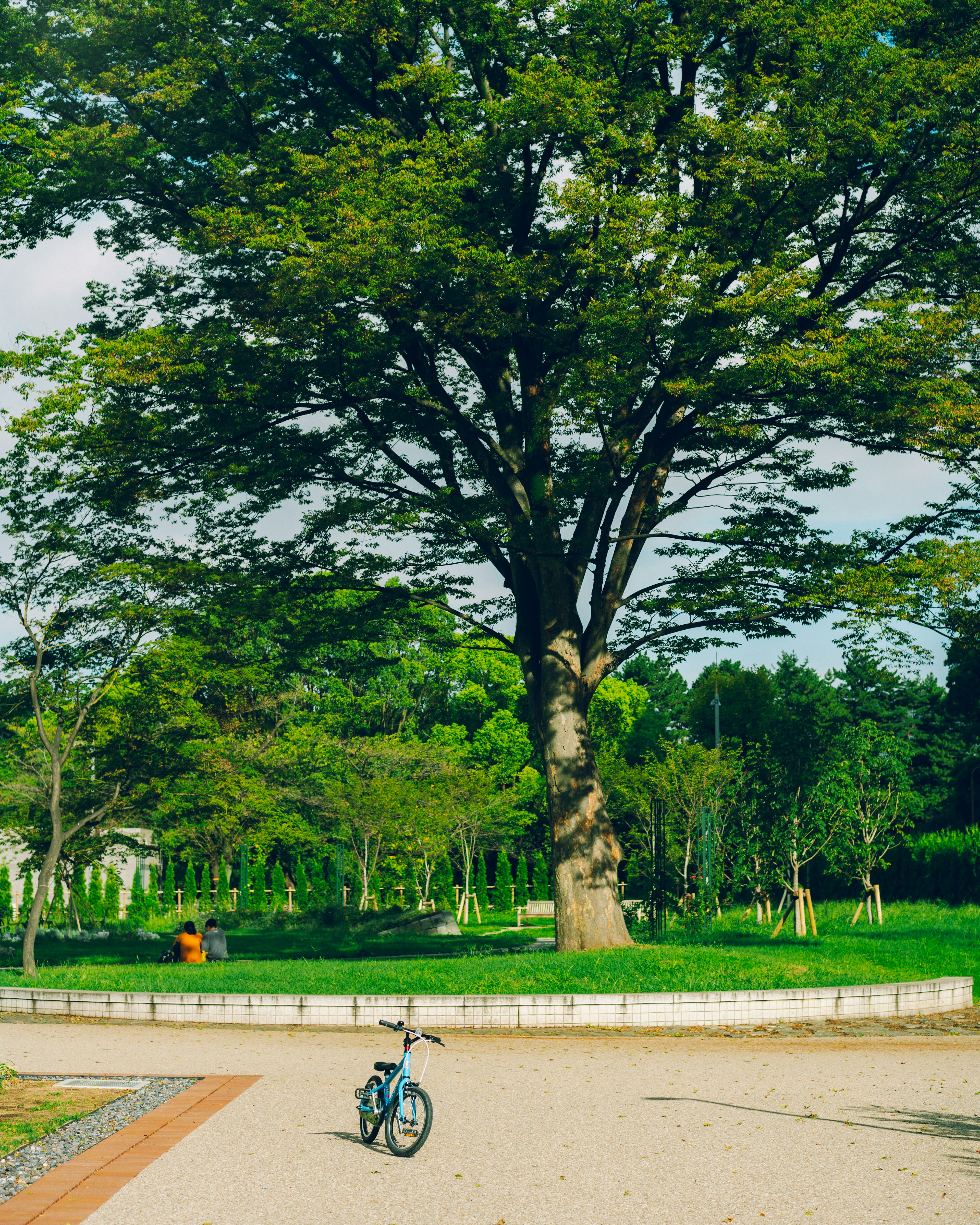 一棵大樹矗立在寬敞的公園裡，旁邊有一輛自行車