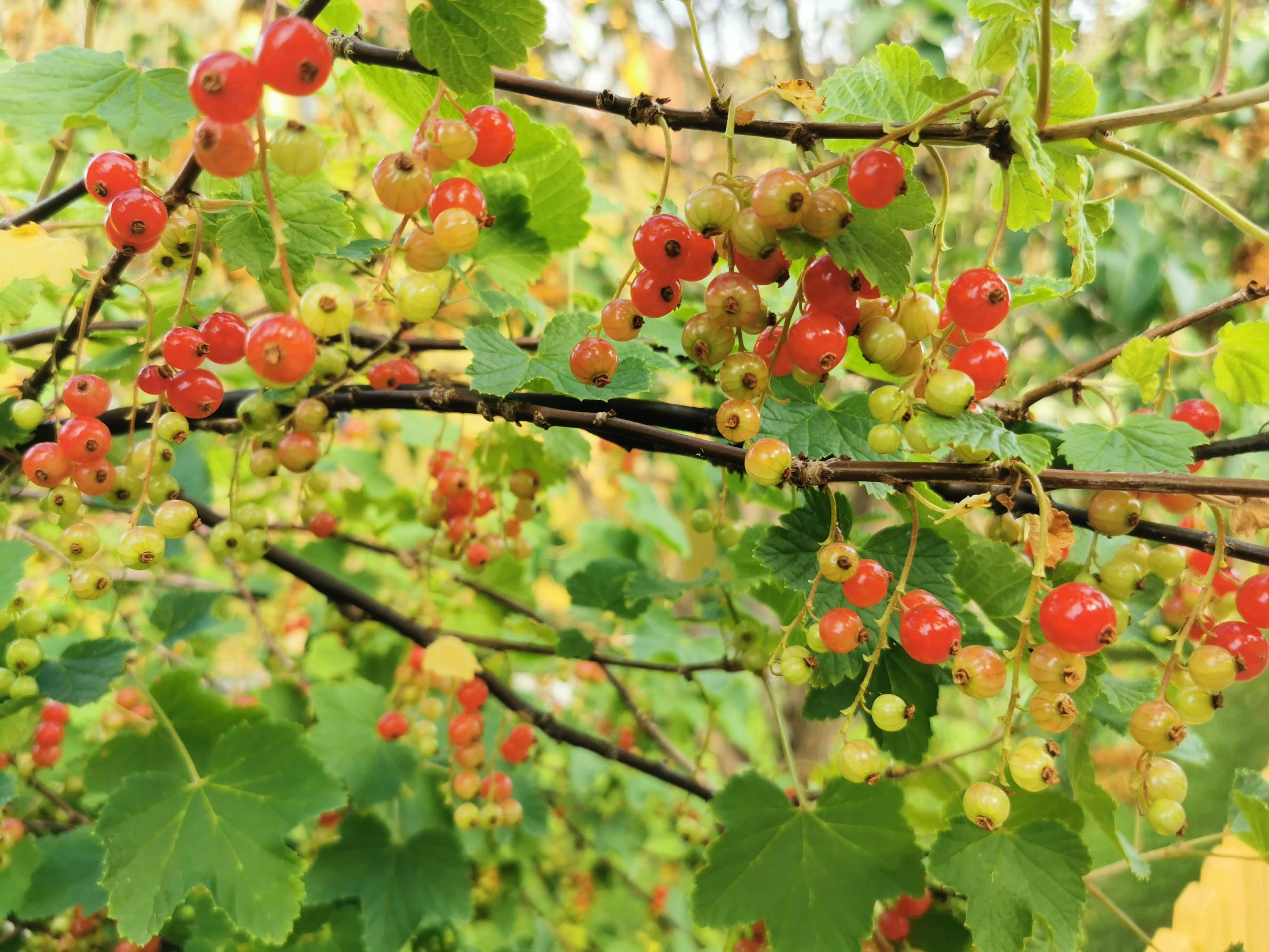 Cabang tanaman buah currant merah dan hijau