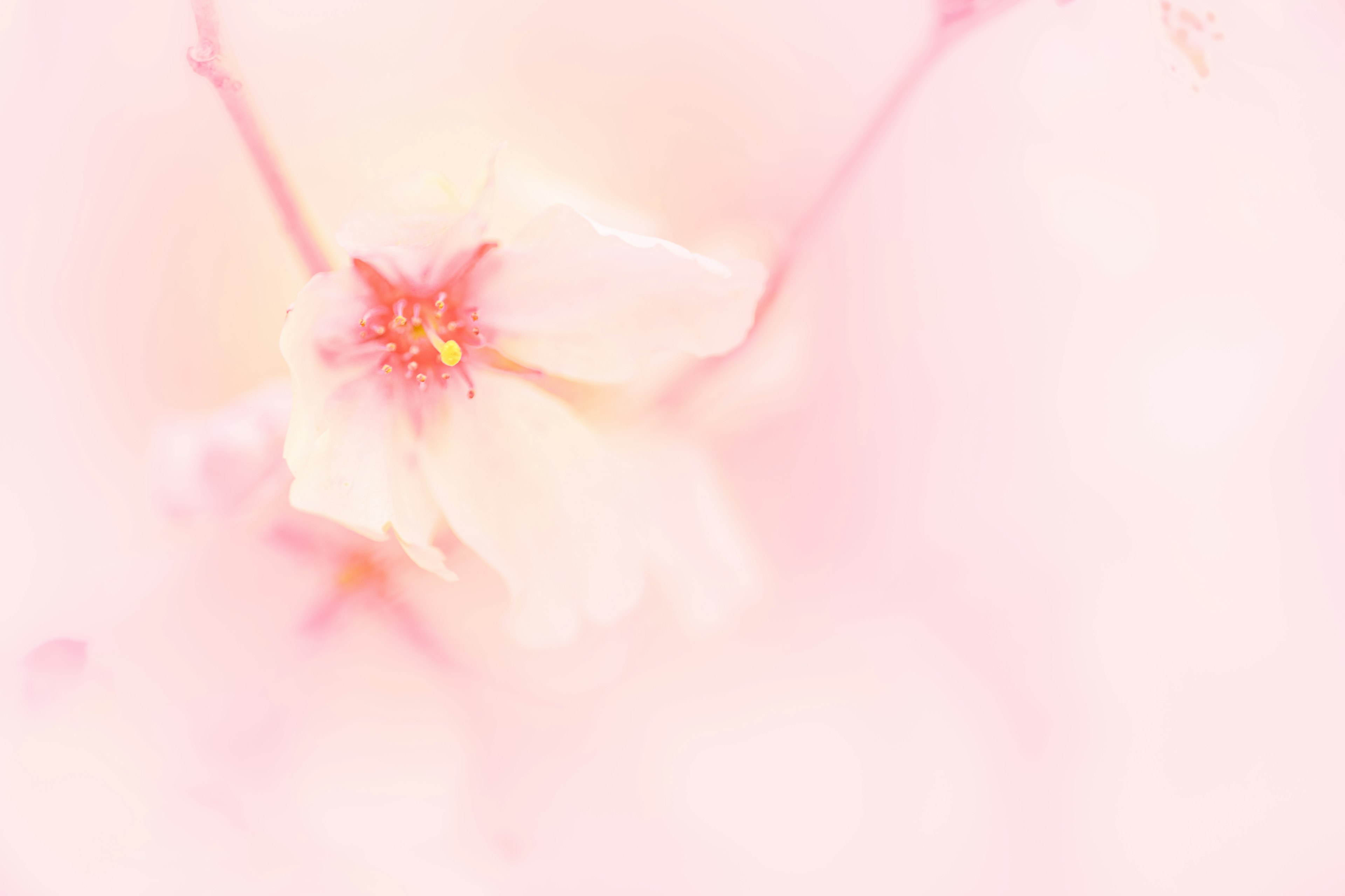 Acercamiento de una flor de cerezo sobre un fondo rosa suave