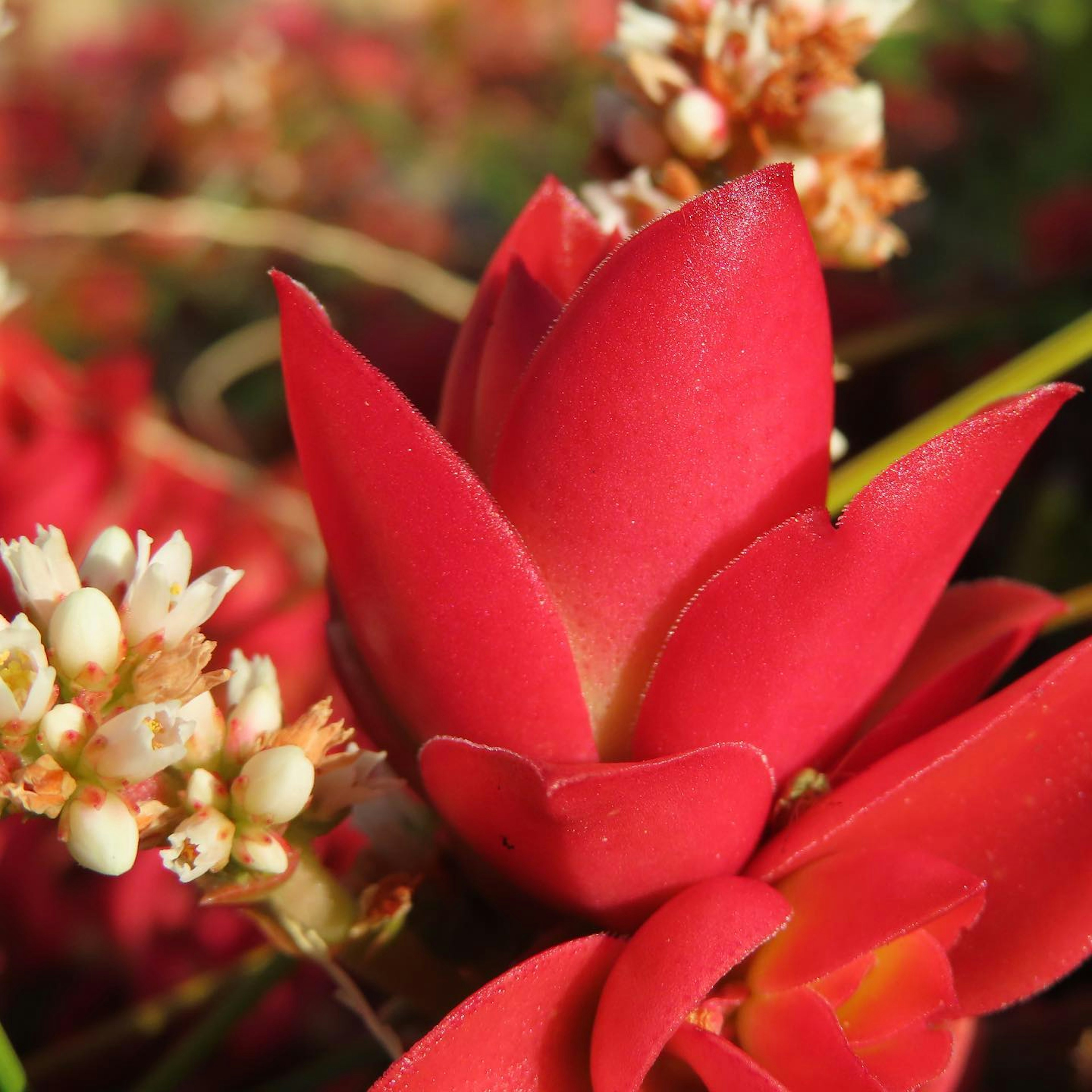 Close-up of a vibrant red flower with green leaves and small white flowers