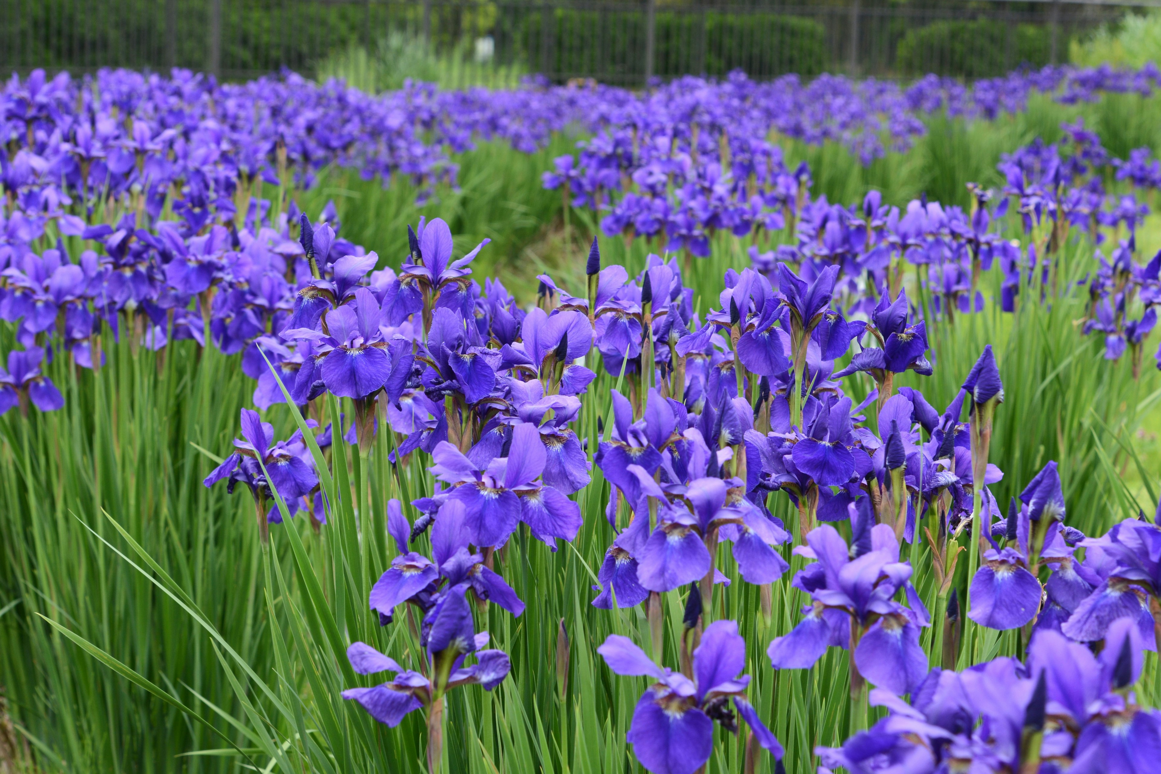 Vibrant purple iris flowers in a lush green field