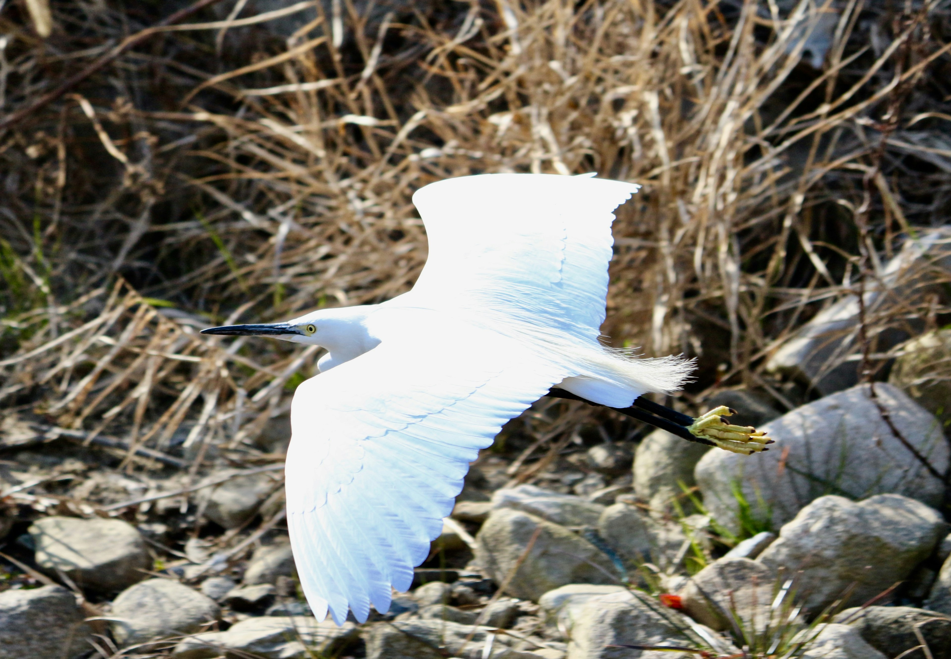 Una garza blanca en vuelo capturada cerca de un terreno rocoso