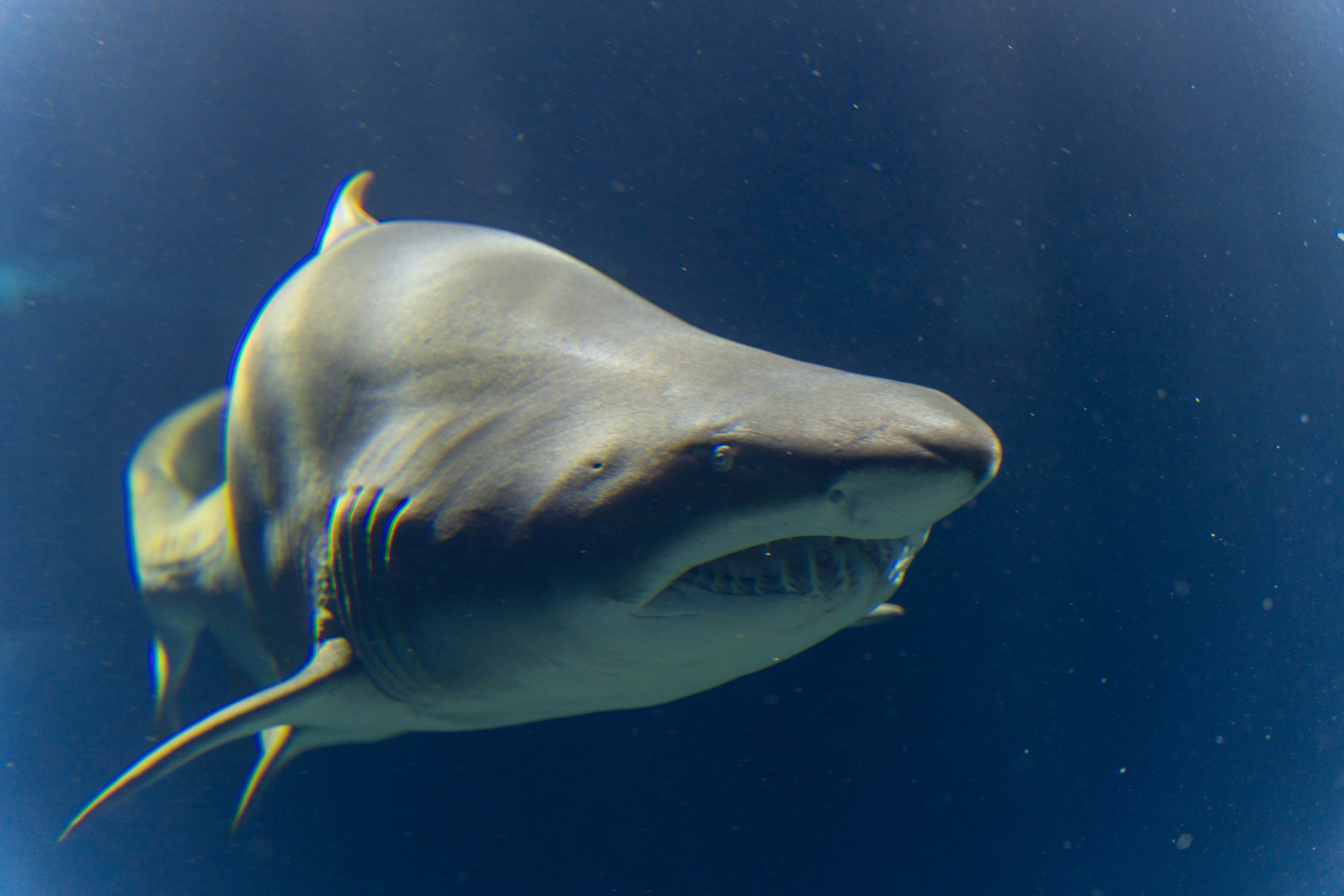 Nahaufnahme eines Haifischs, der unter Wasser schwimmt