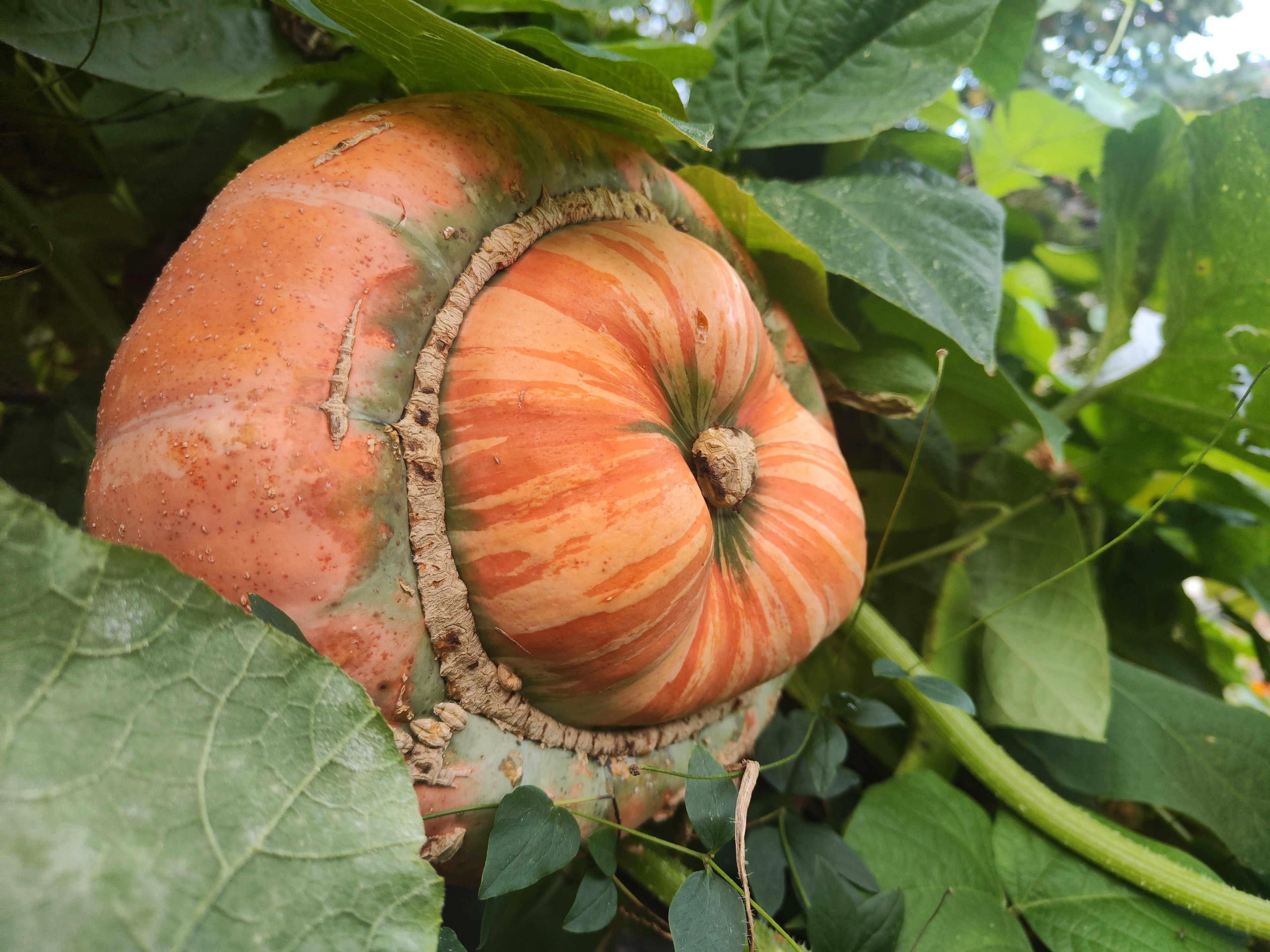 A large orange pumpkin partially hidden among green leaves