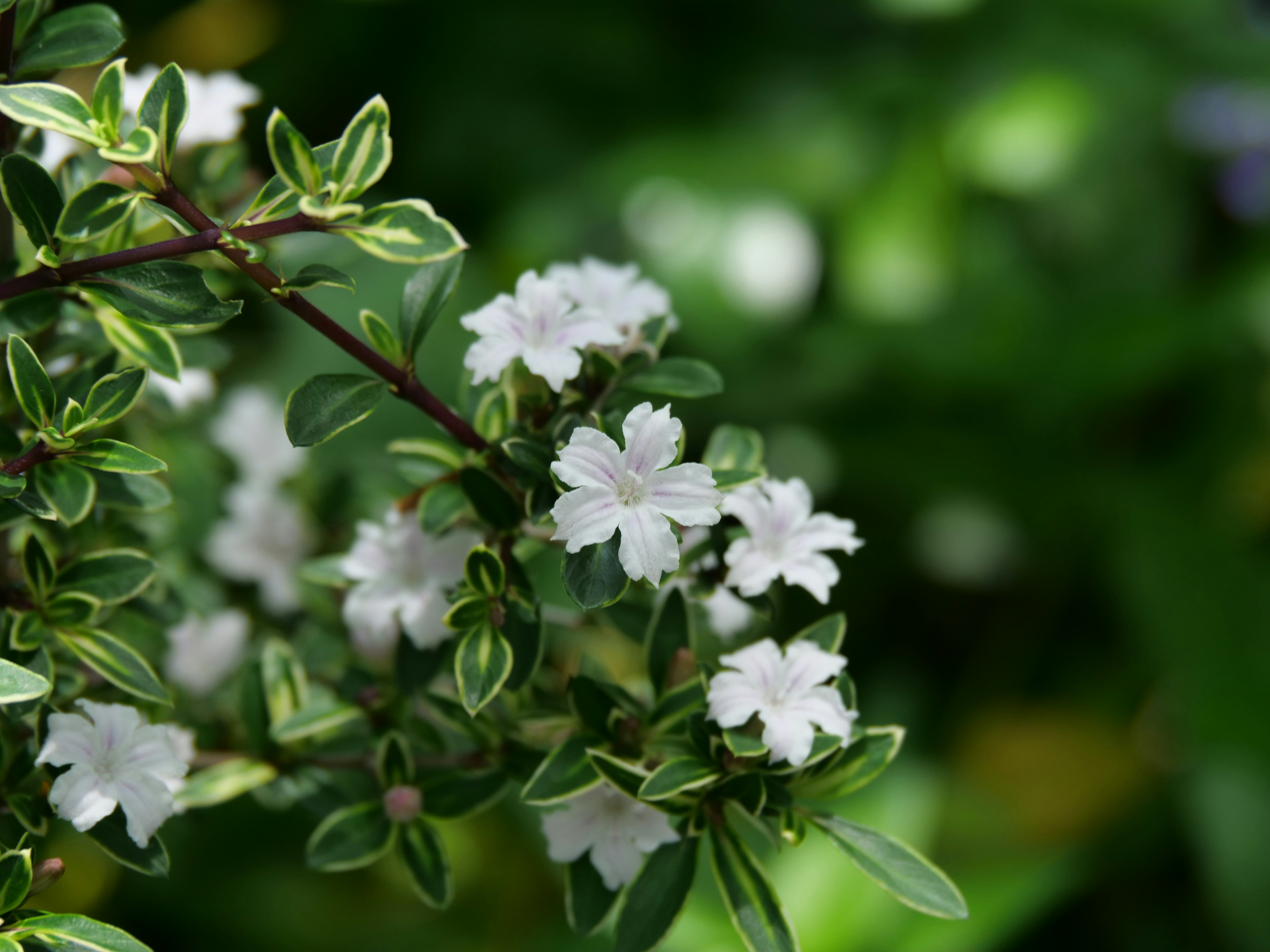 Close-up of a plant with white flowers and green leaves