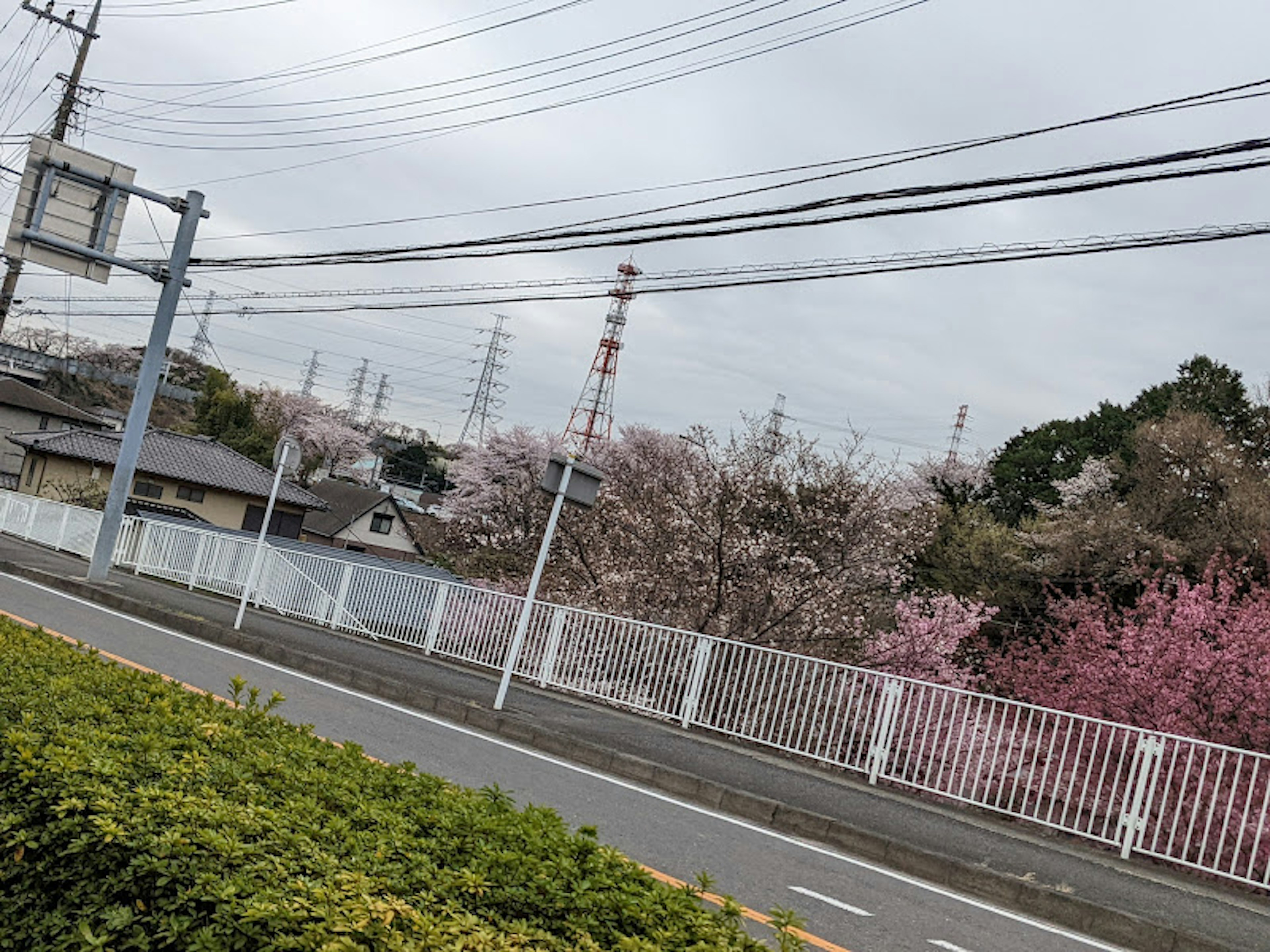 桜の花が咲いている風景と電柱が見える