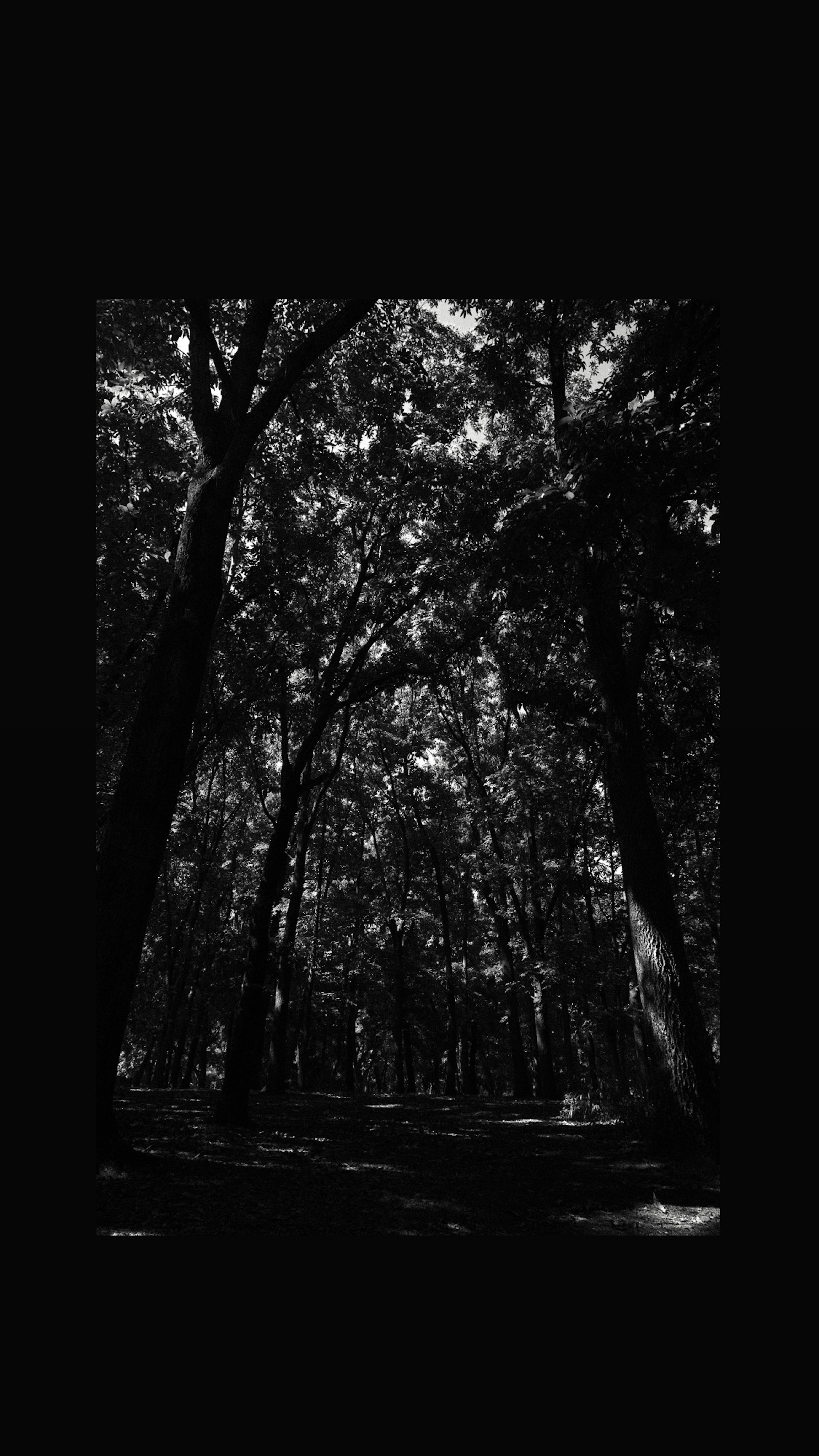 Escena de bosque en blanco y negro Árboles altos que se arquean Sombras dramáticas