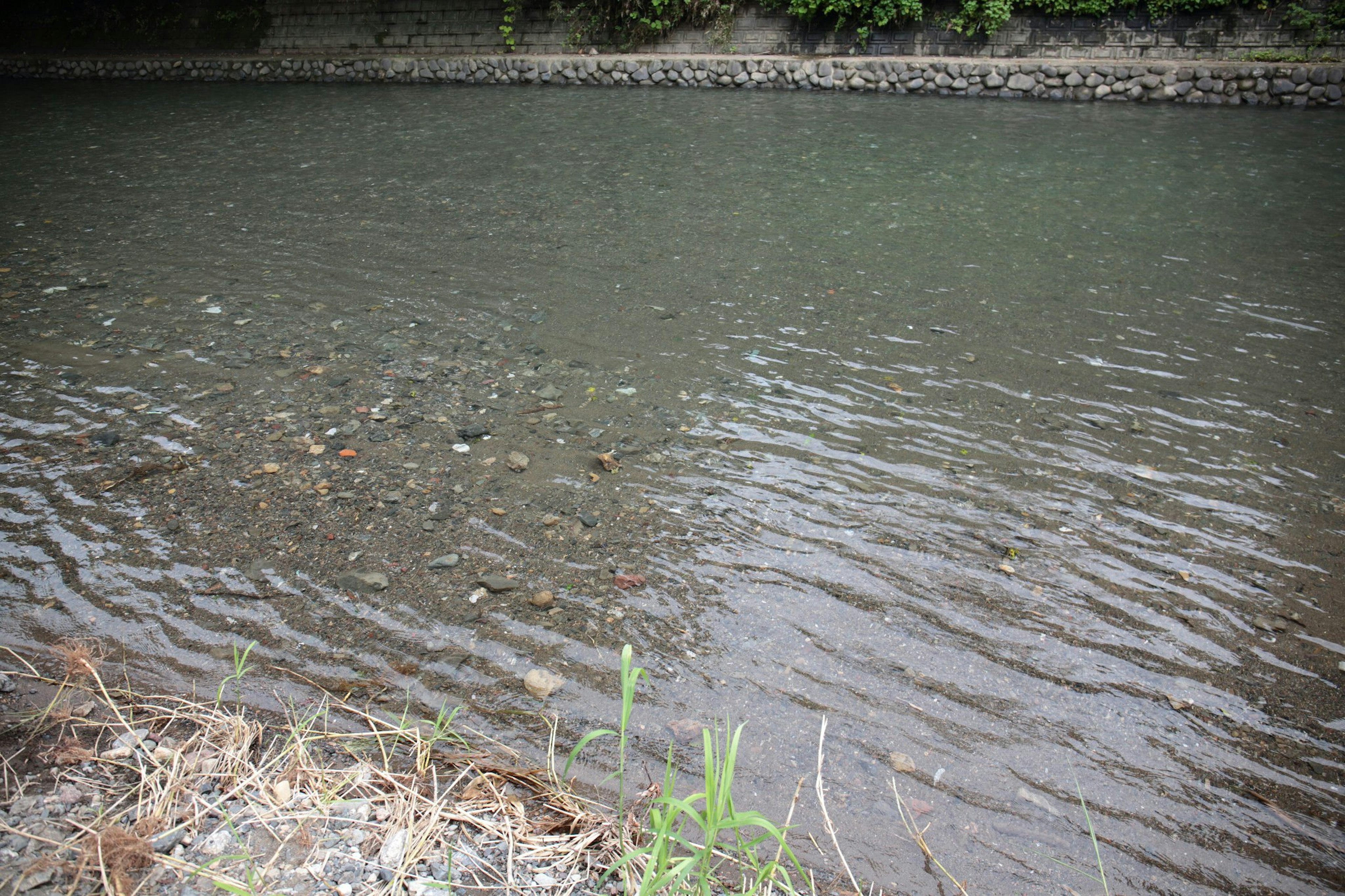 Pemandangan sungai tenang dengan permukaan air beriak dan rumput di tepi