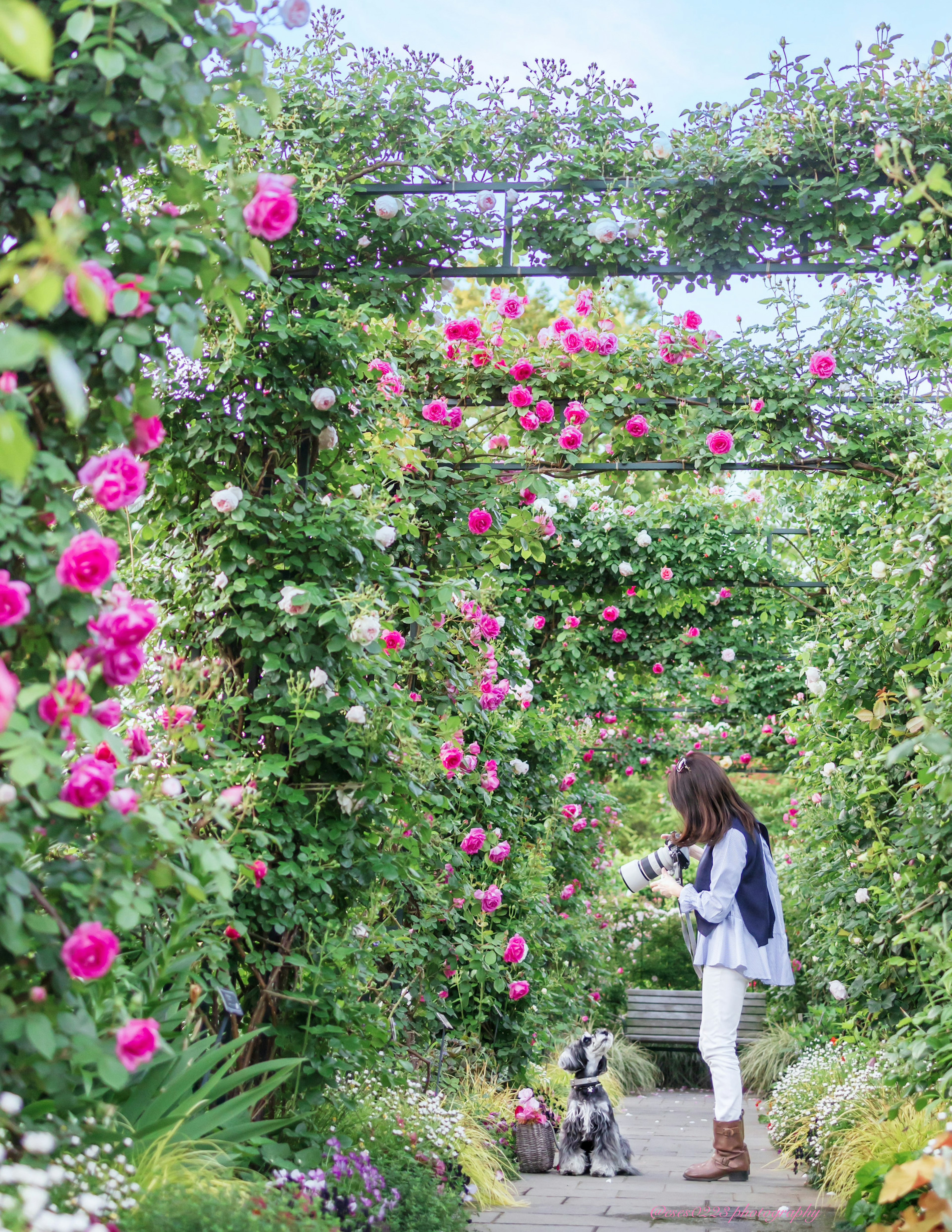 花が咲くアーチの下で犬を連れた女性が立っている