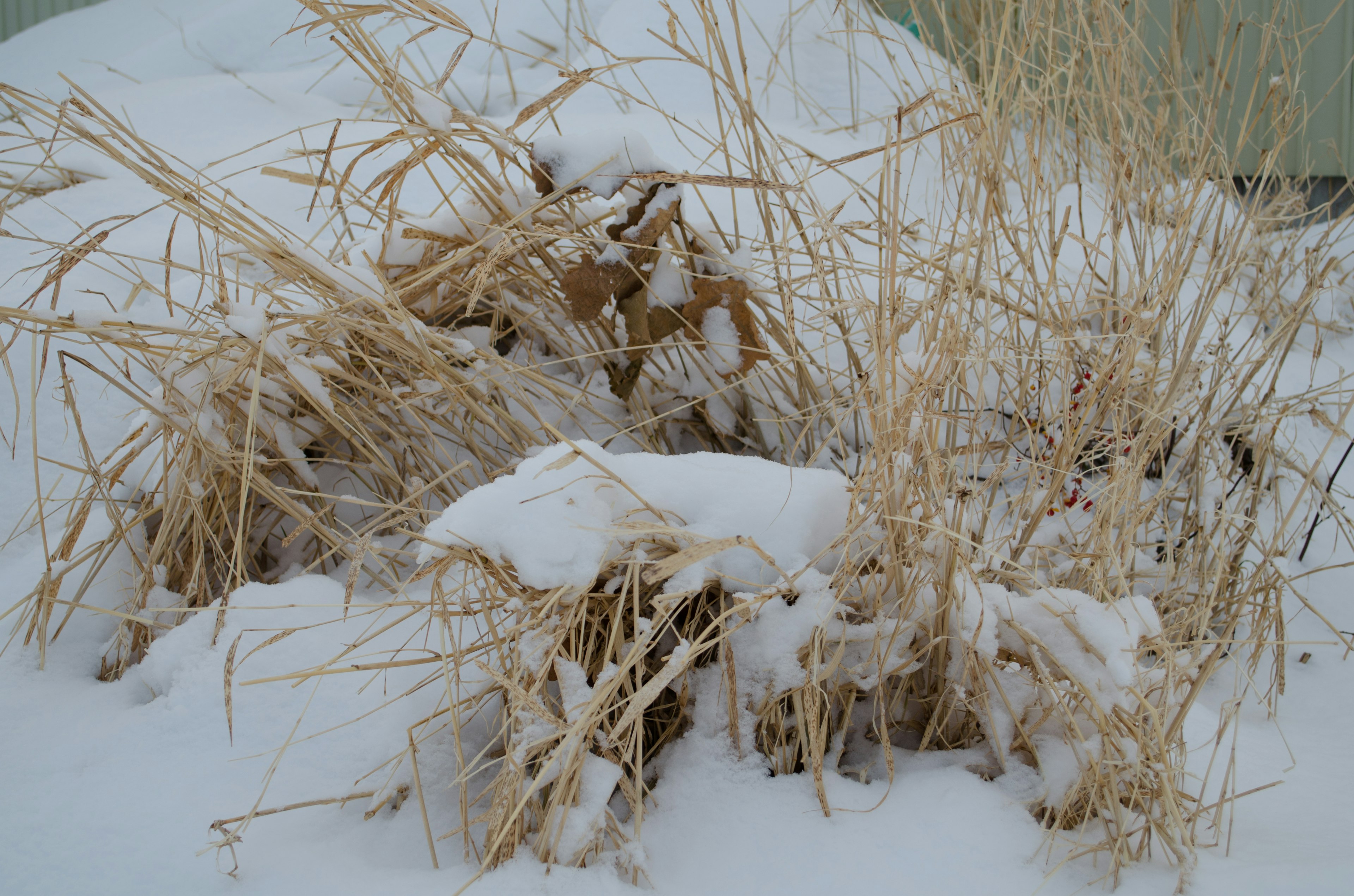 A bundle of dried grass covered in snow with a soft background