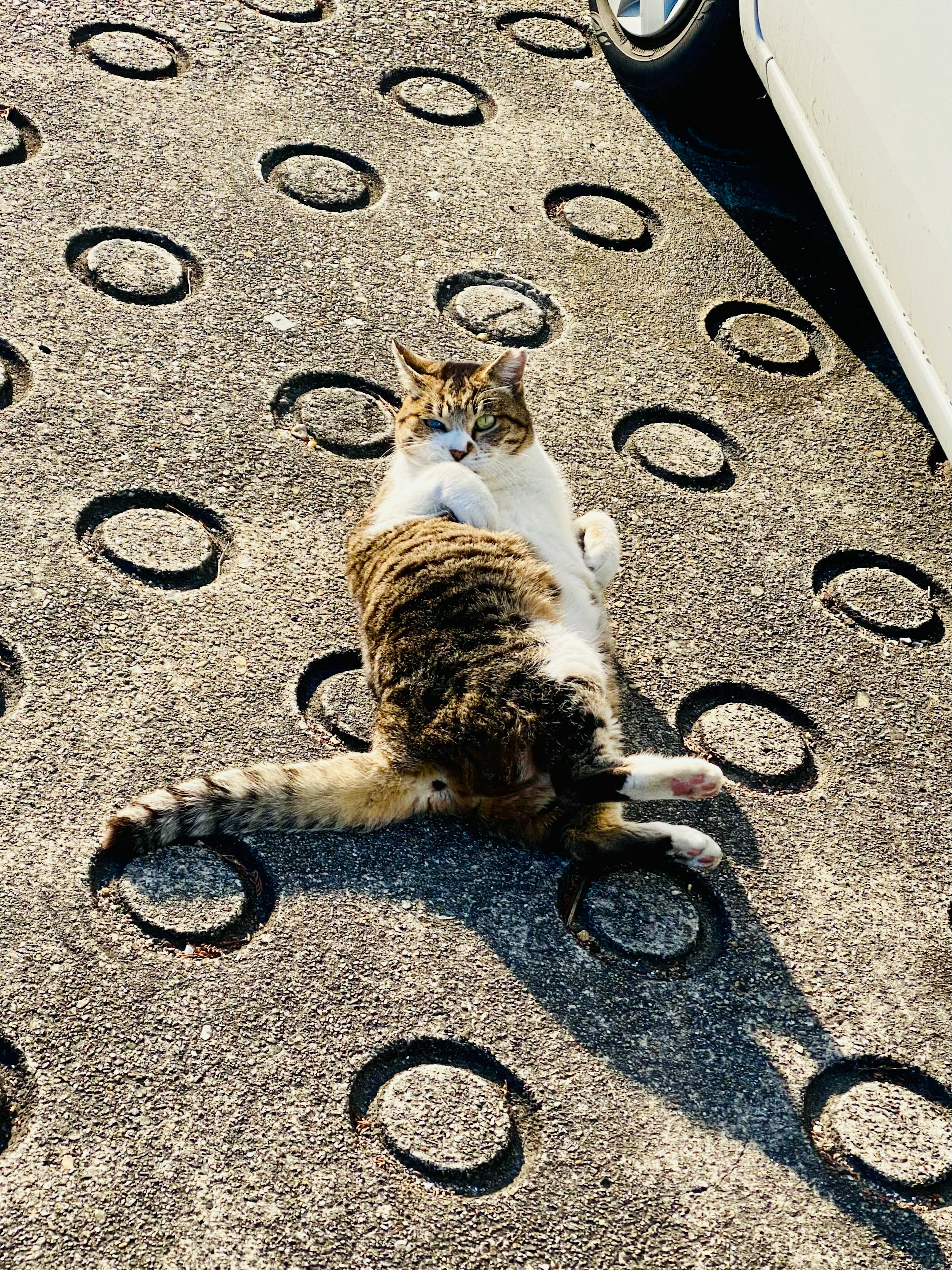 A cat lying in the sun with a unique pose