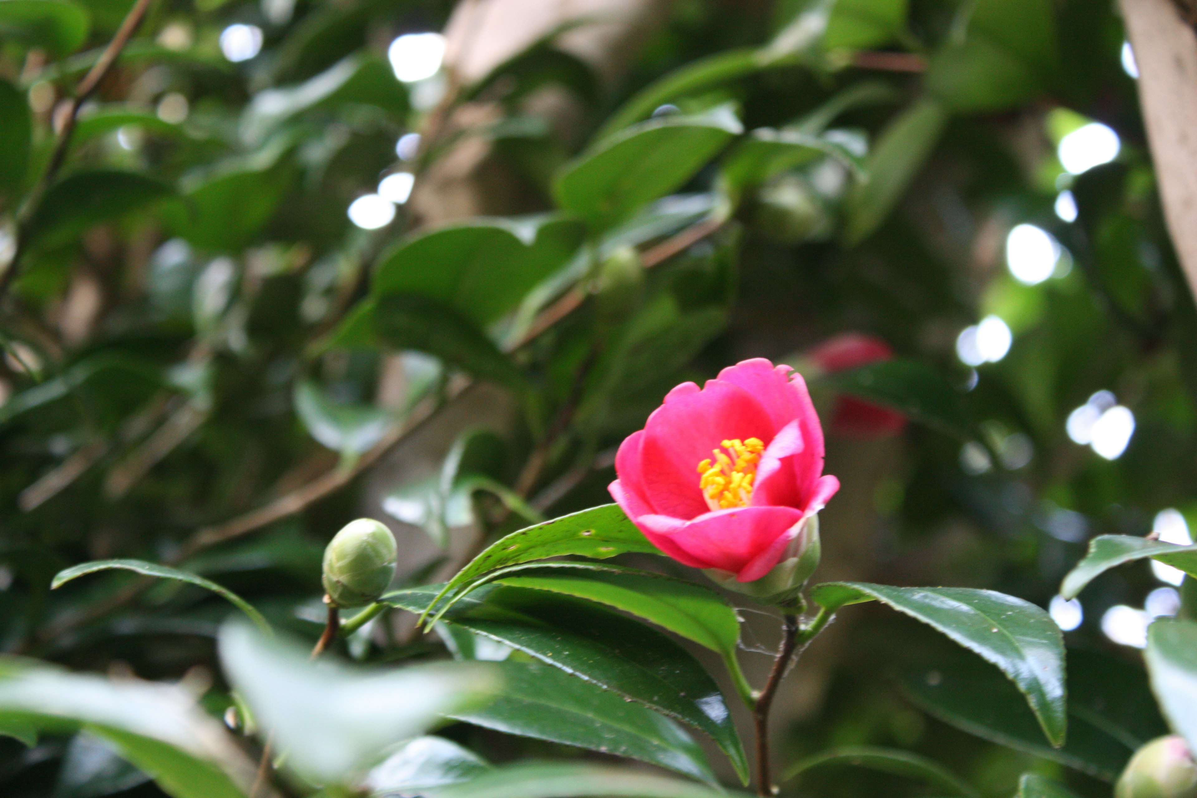 緑の葉の間に咲くピンクの椿の花と黄色の中心