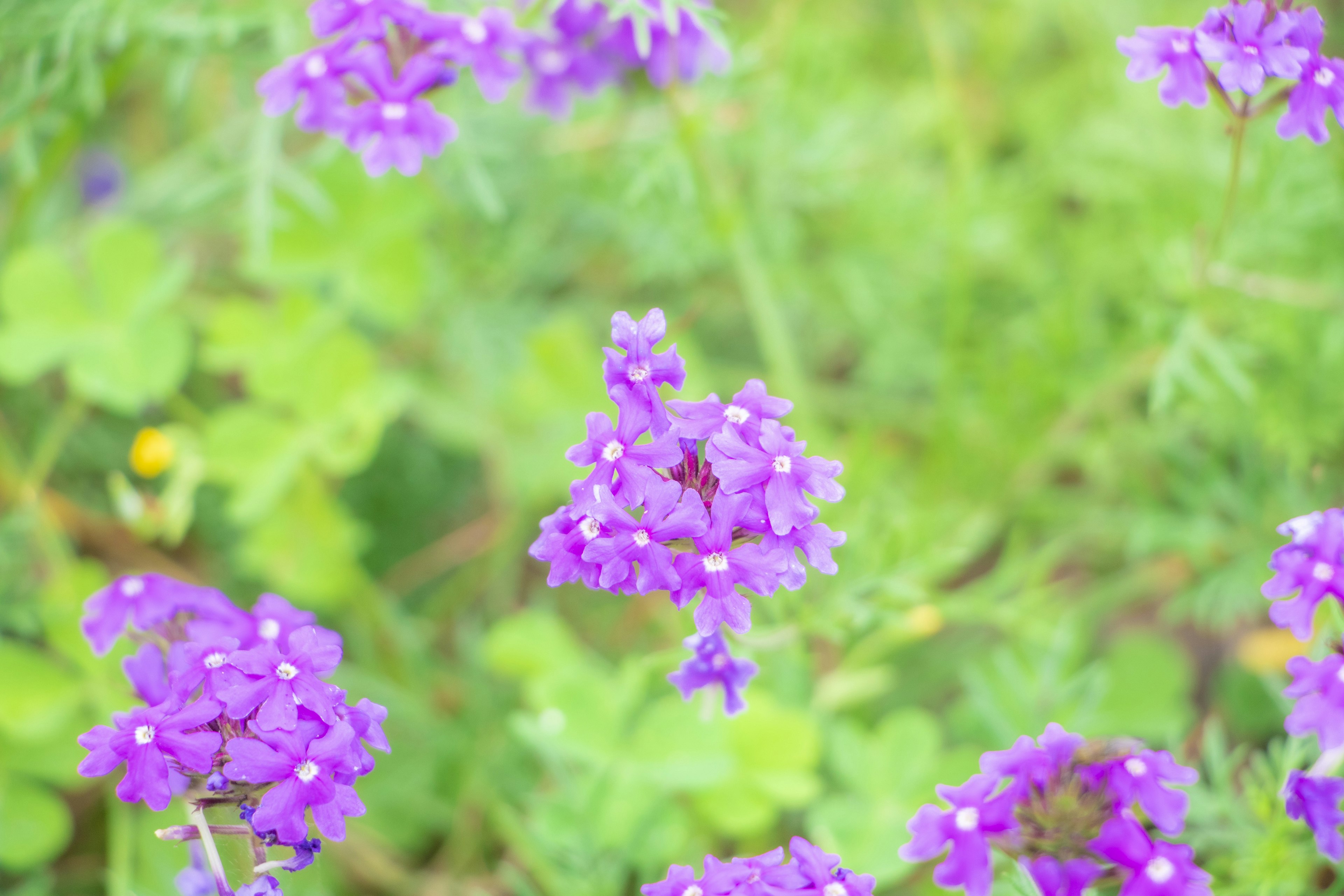 紫色の花が咲いている緑の背景の中に小さな昆虫がいる