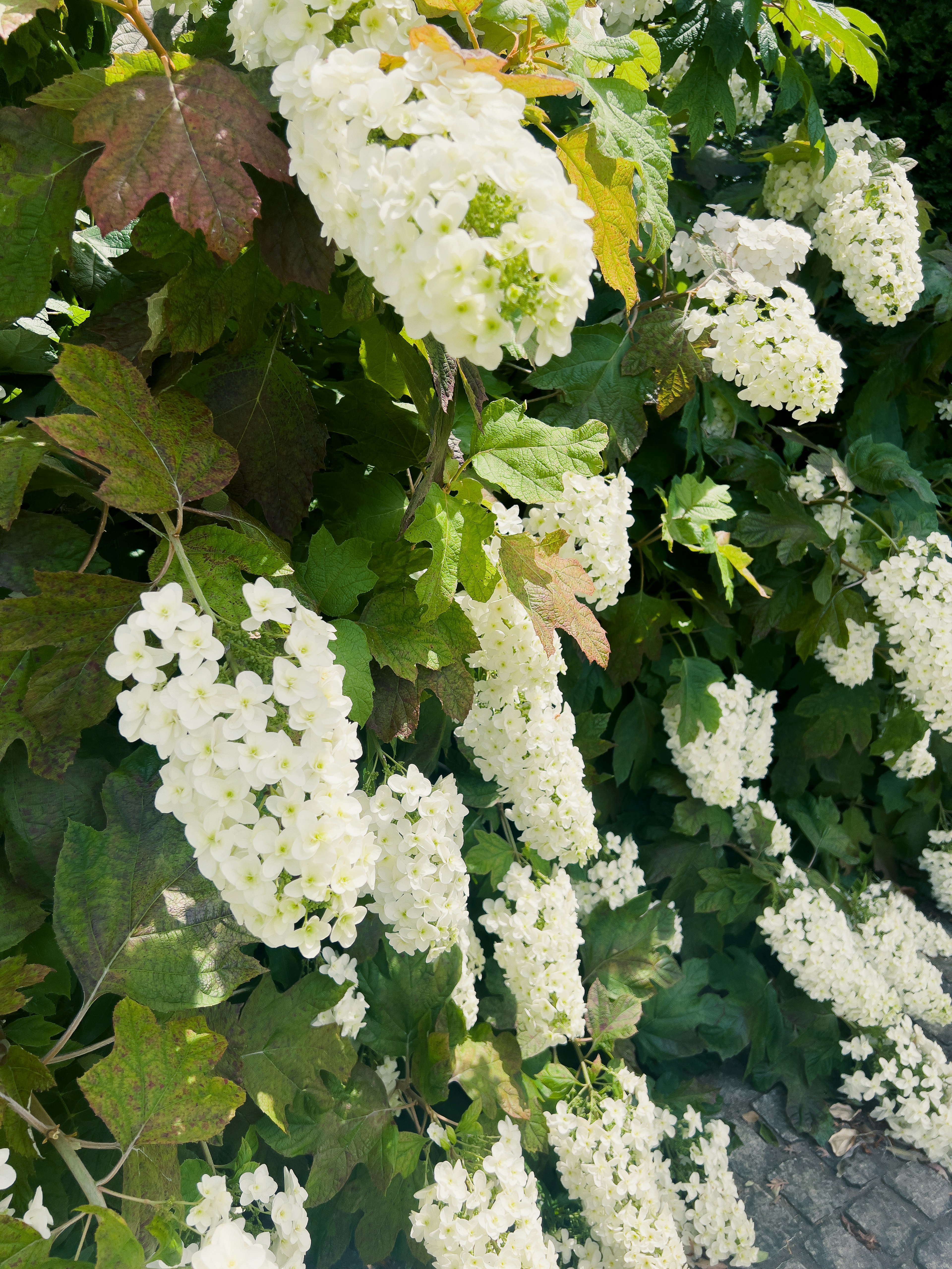 Una exuberante exhibición de flores blancas y hojas verdes que caen juntas