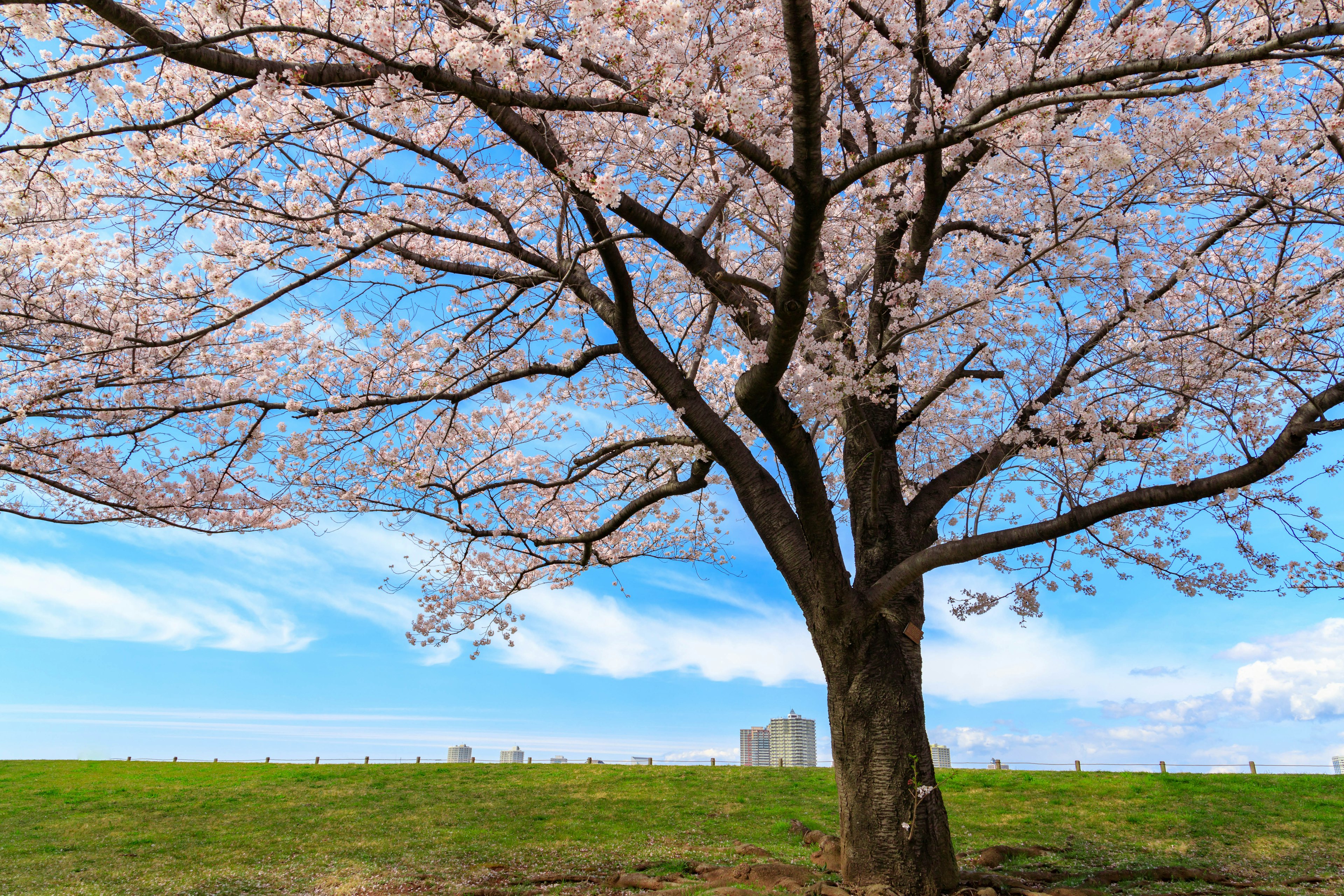 Pohon sakura di bawah langit biru dengan rumput hijau