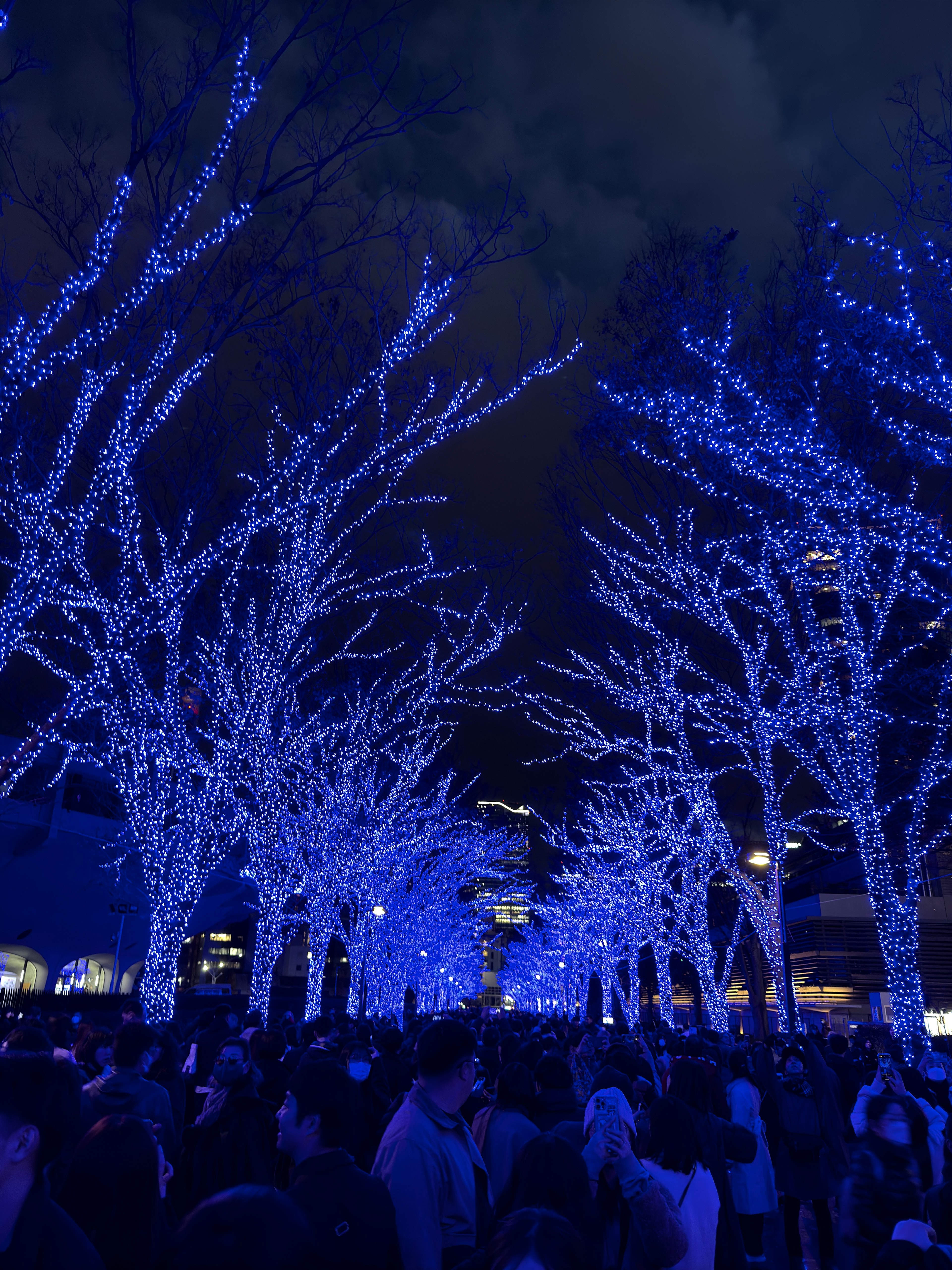 Night scene with trees adorned in blue lights creating a magical atmosphere