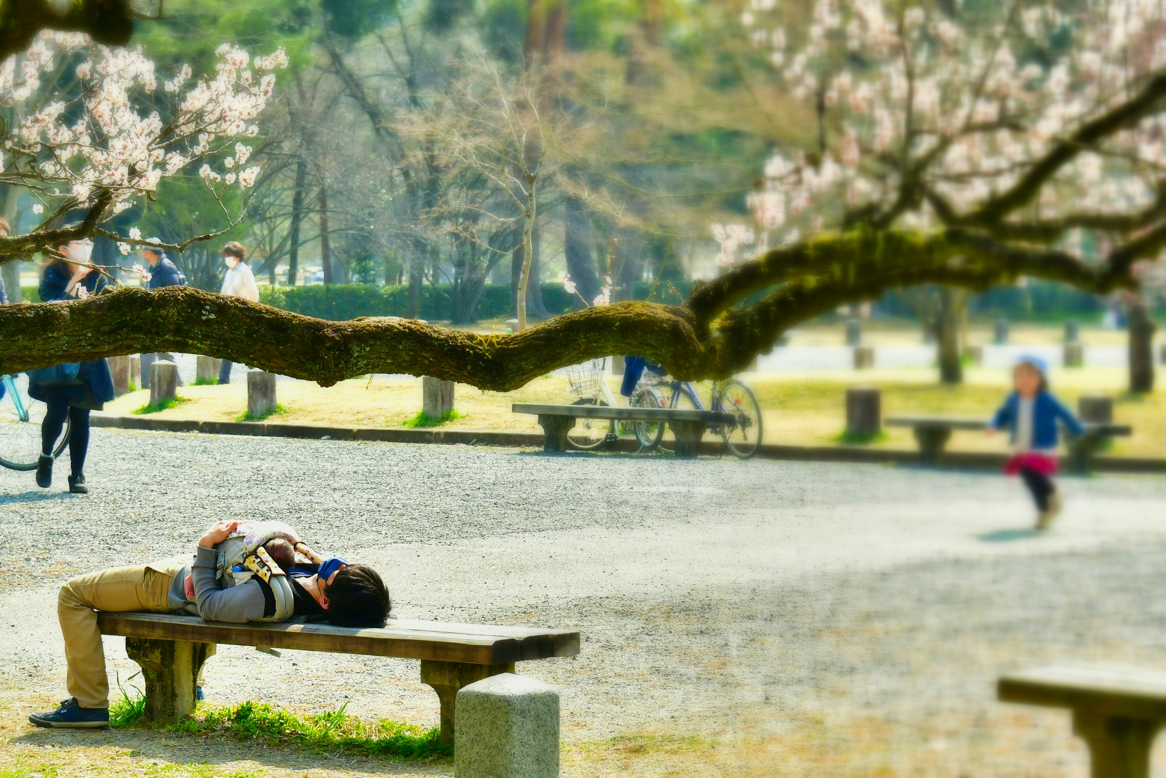 A man sleeping on a bench in a park with cherry blossom trees