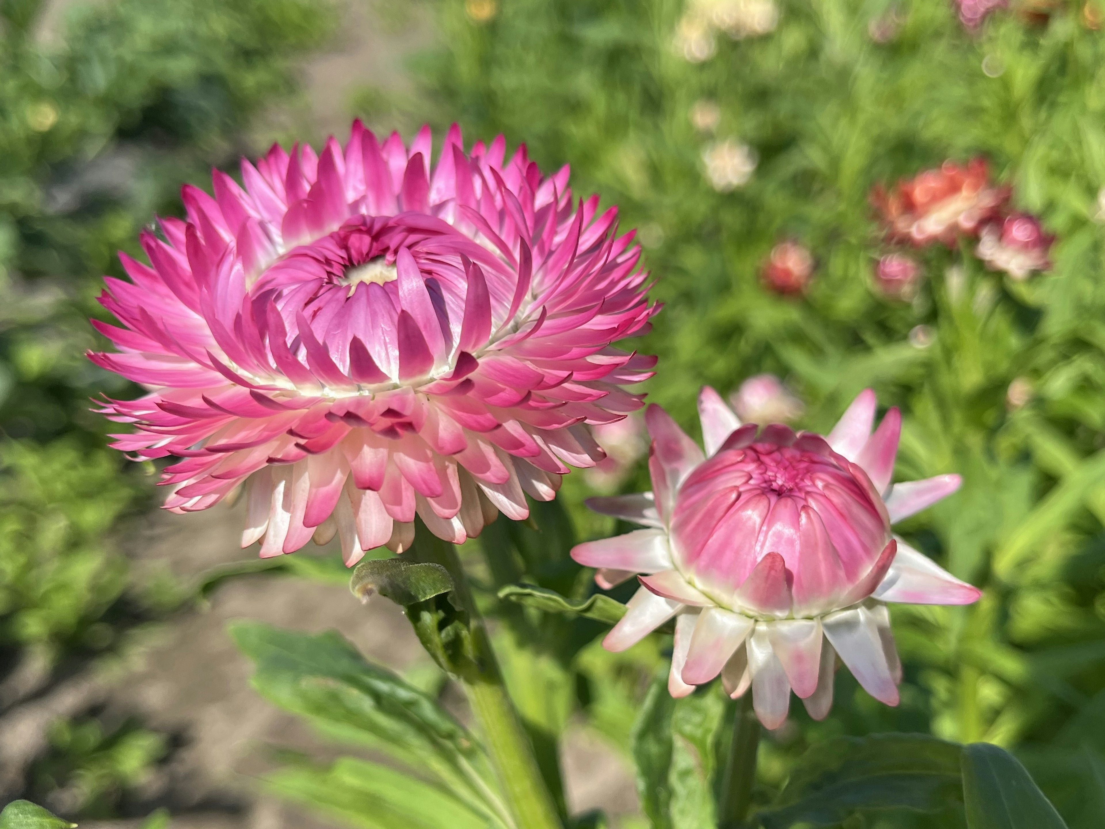 鮮やかなピンクの花とそのつぼみが咲いている風景