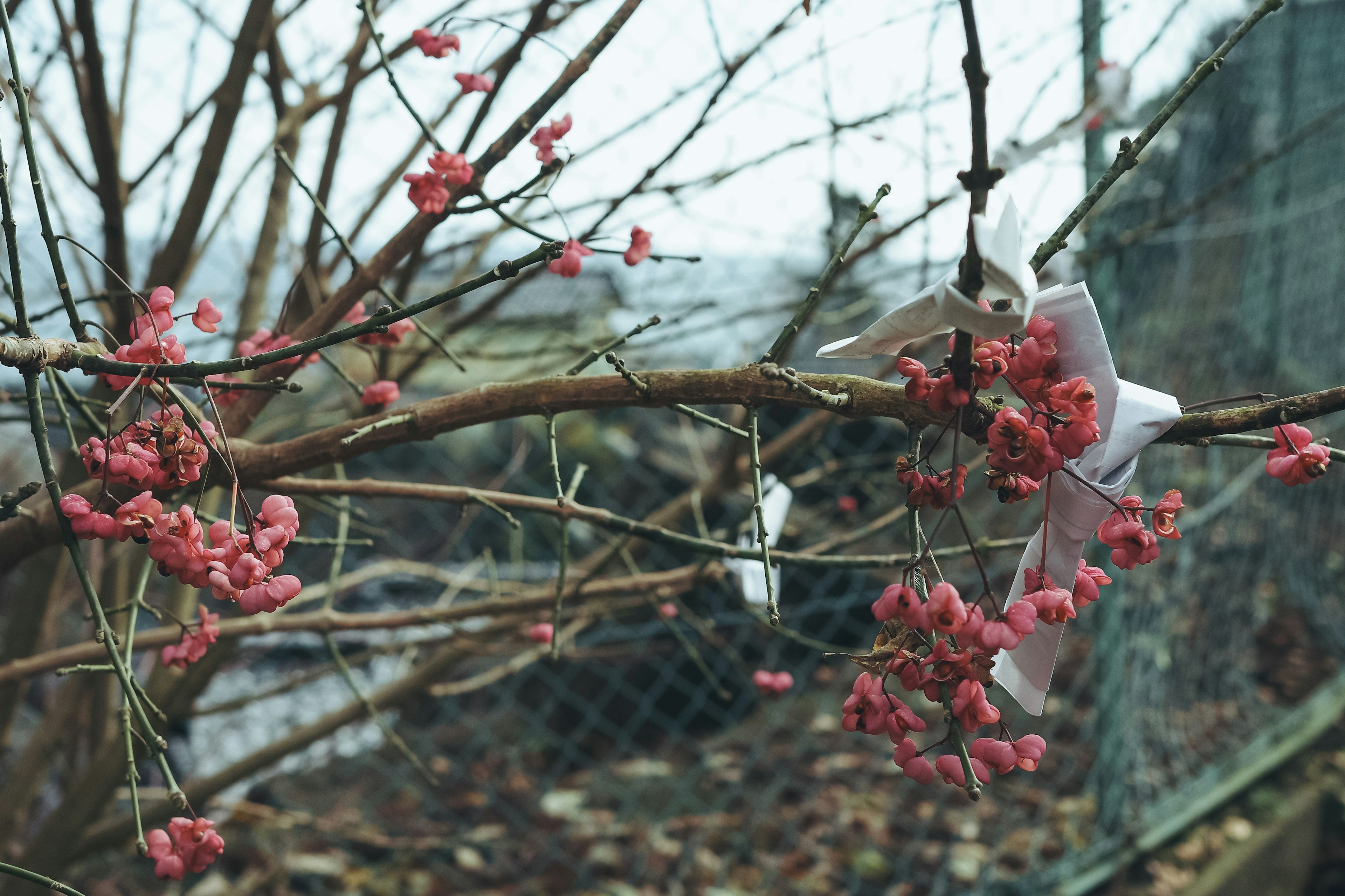 Branch with pink flowers under a cloudy sky