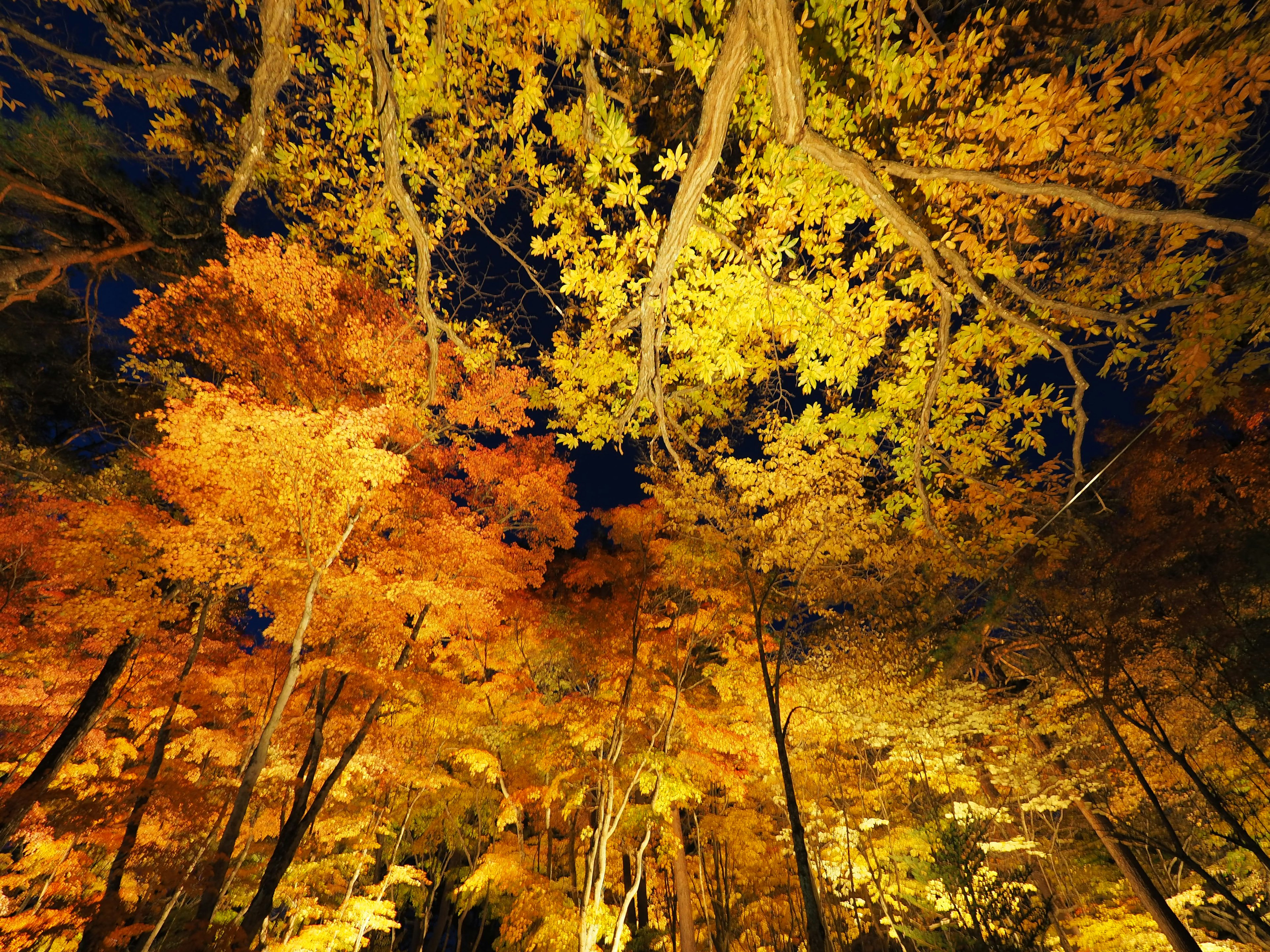 Vibrant autumn foliage illuminated against a night sky