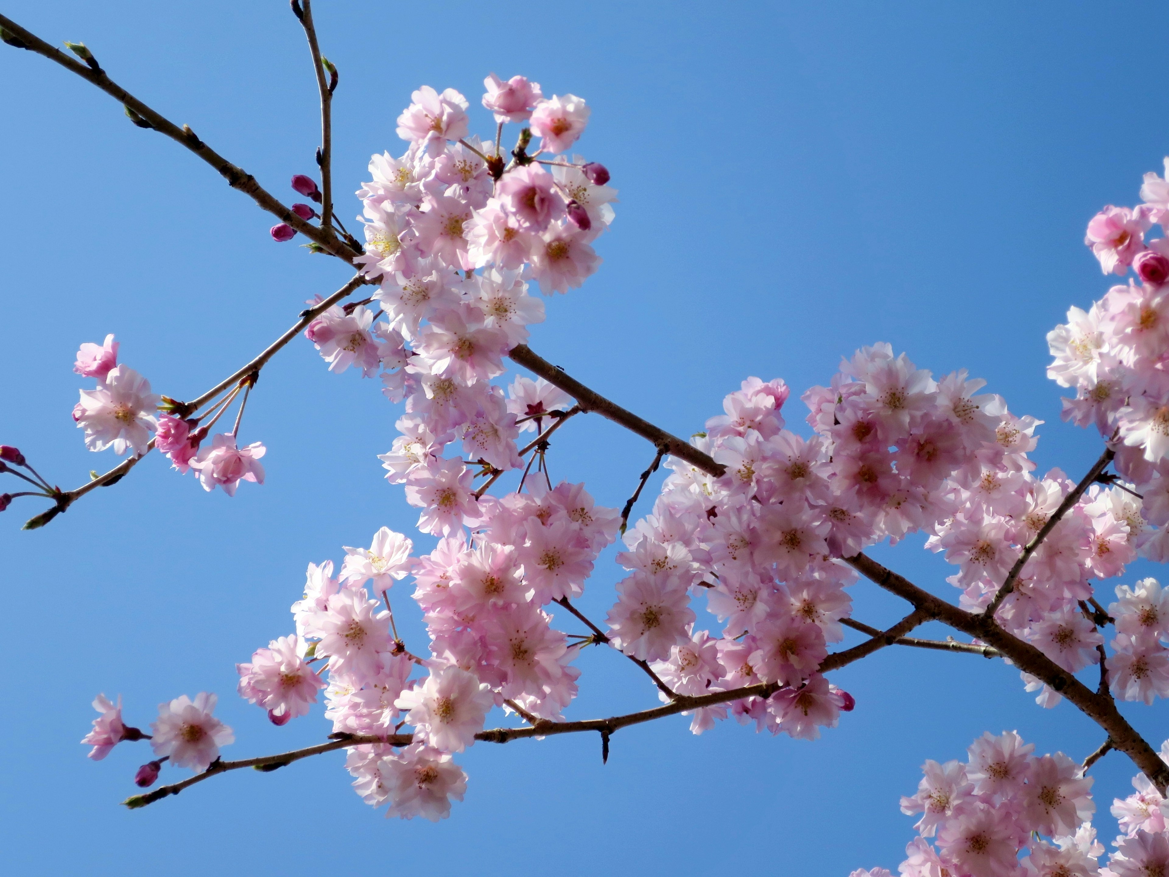 Rama de flor de cerezo contra un cielo azul