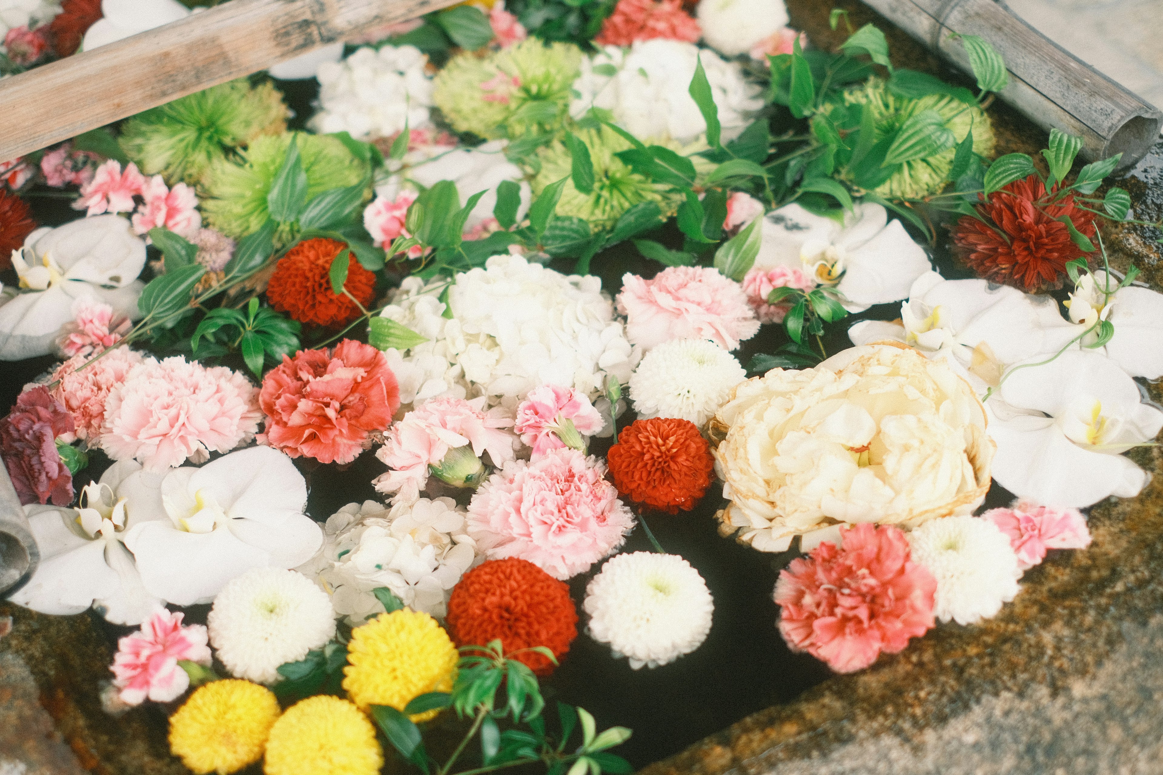 色とりどりの花が浮かぶ水面の景観