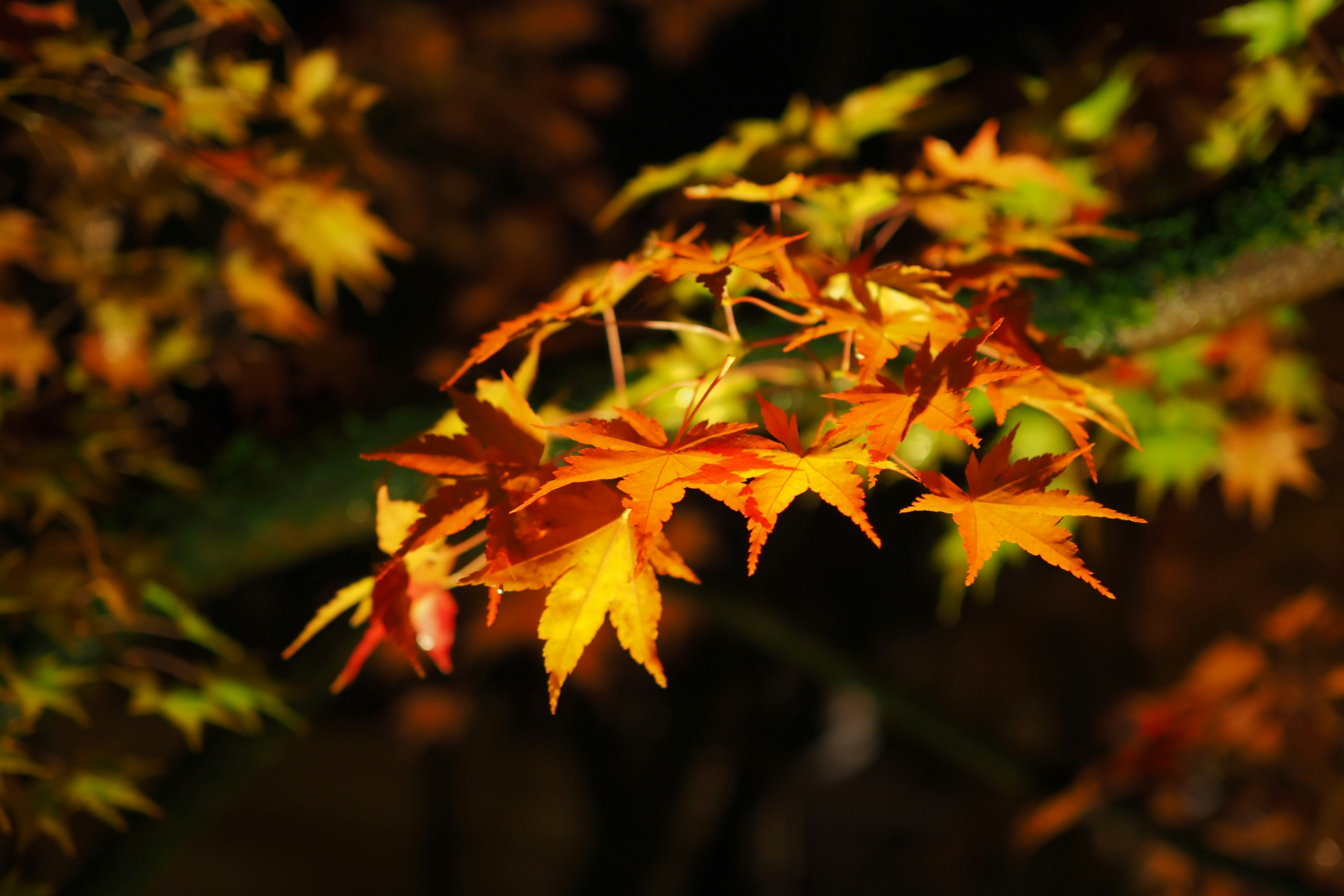 Feuilles d'érable d'automne vibrantes en orange et jaune sur une branche