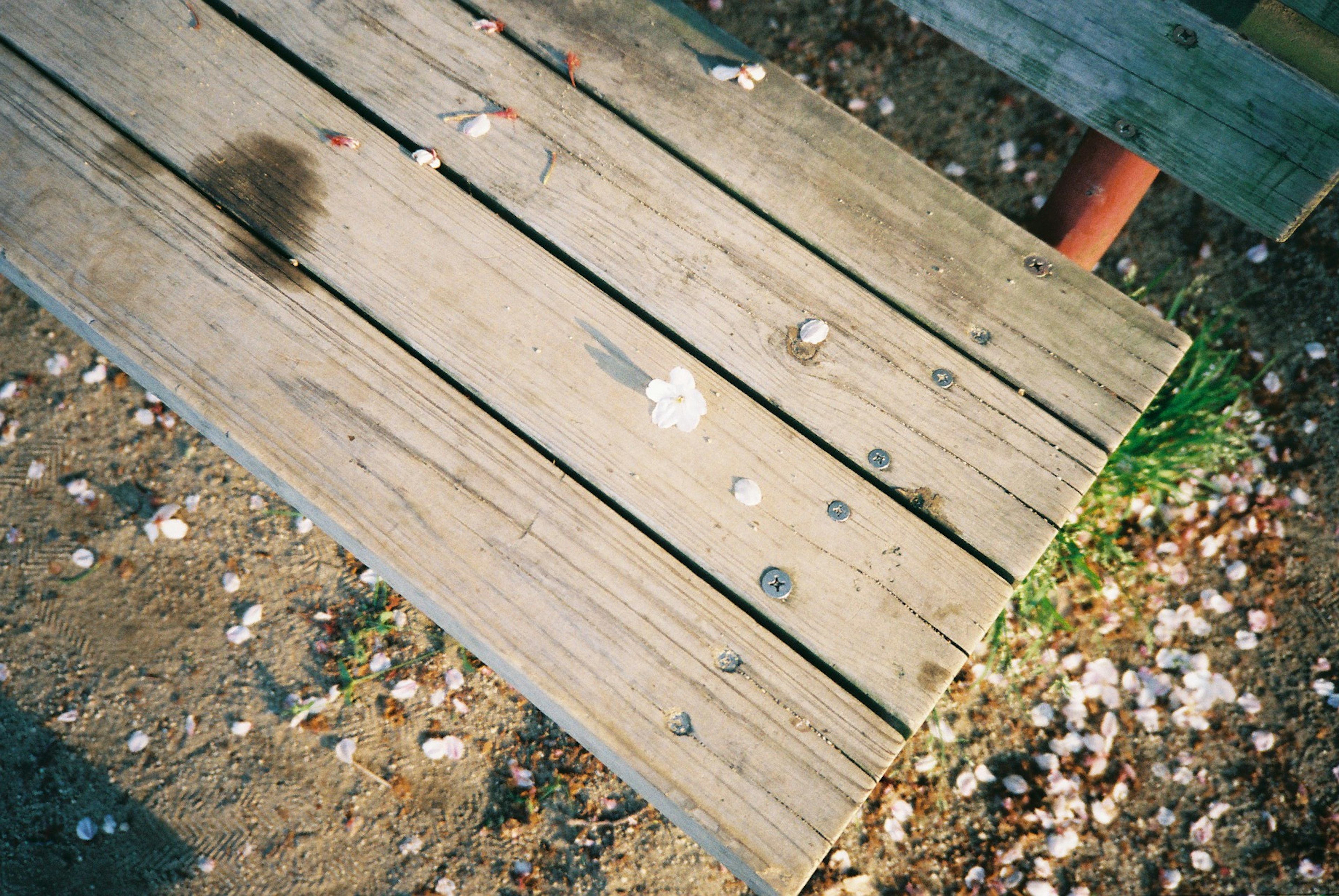 Wooden table surface with scattered flower petals