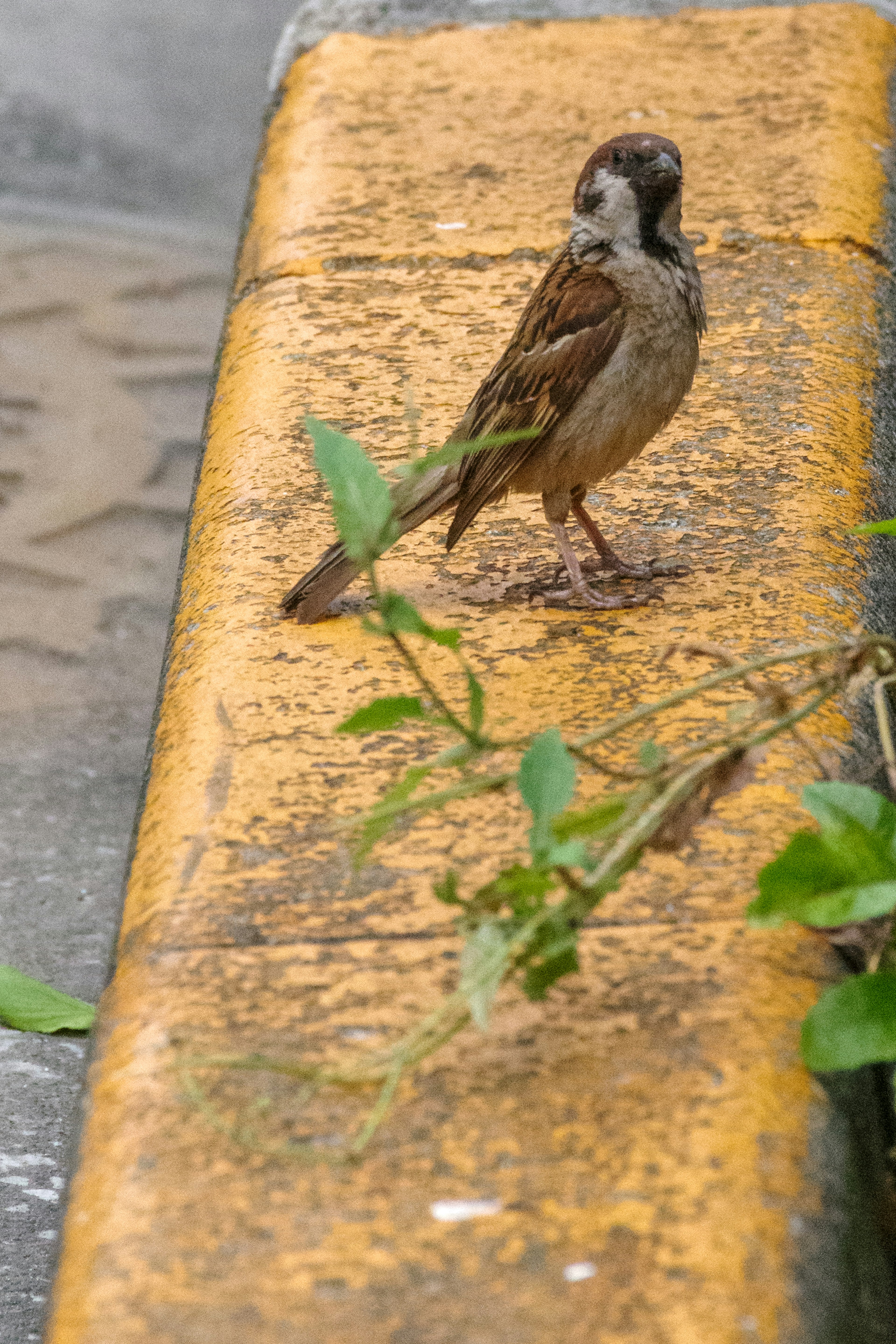 Kleiner Vogel steht am Rand einer gelben Straße mit grünen Blättern