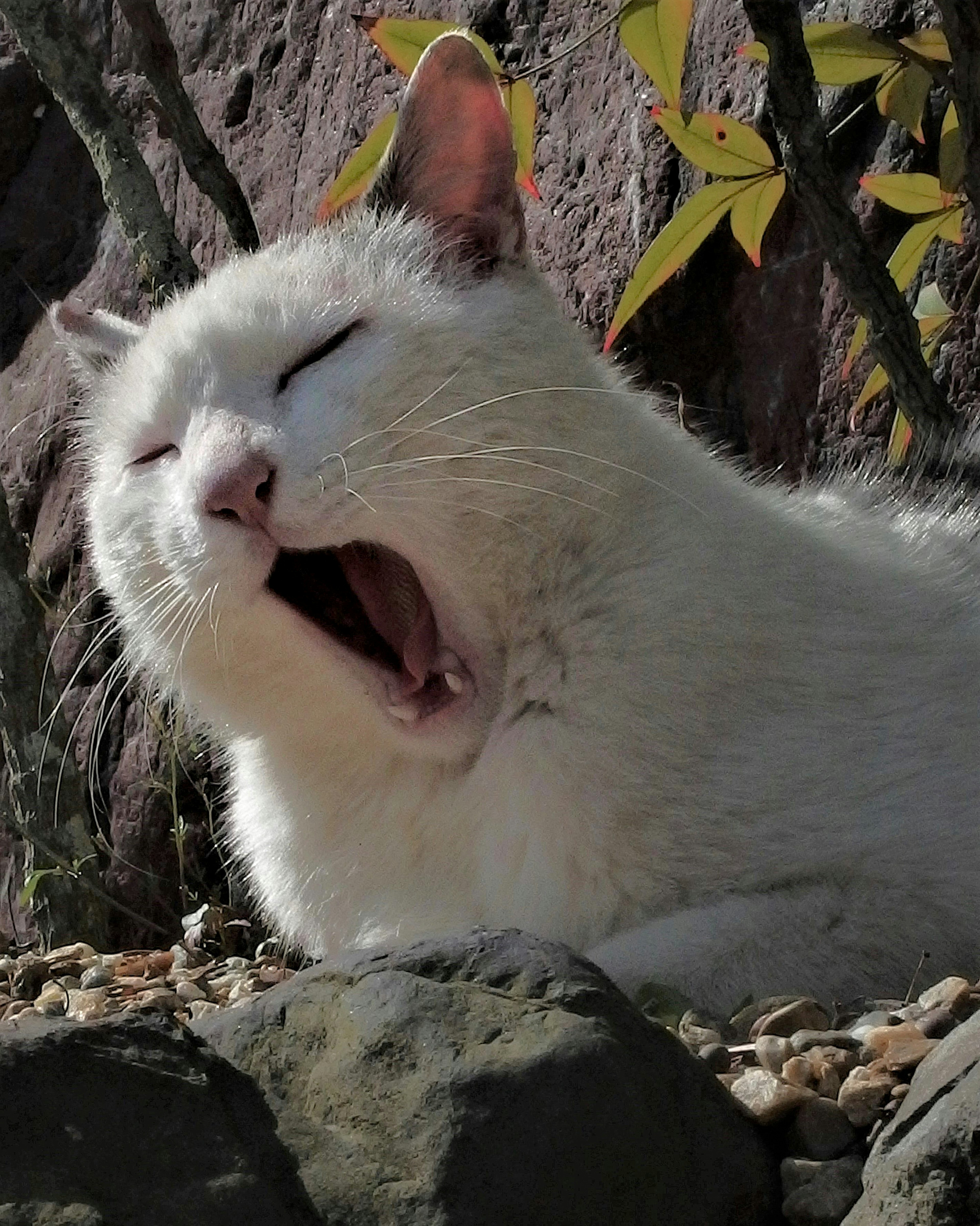 Eine weiße Katze gähnt in der Sonne und entspannt sich zwischen Steinen