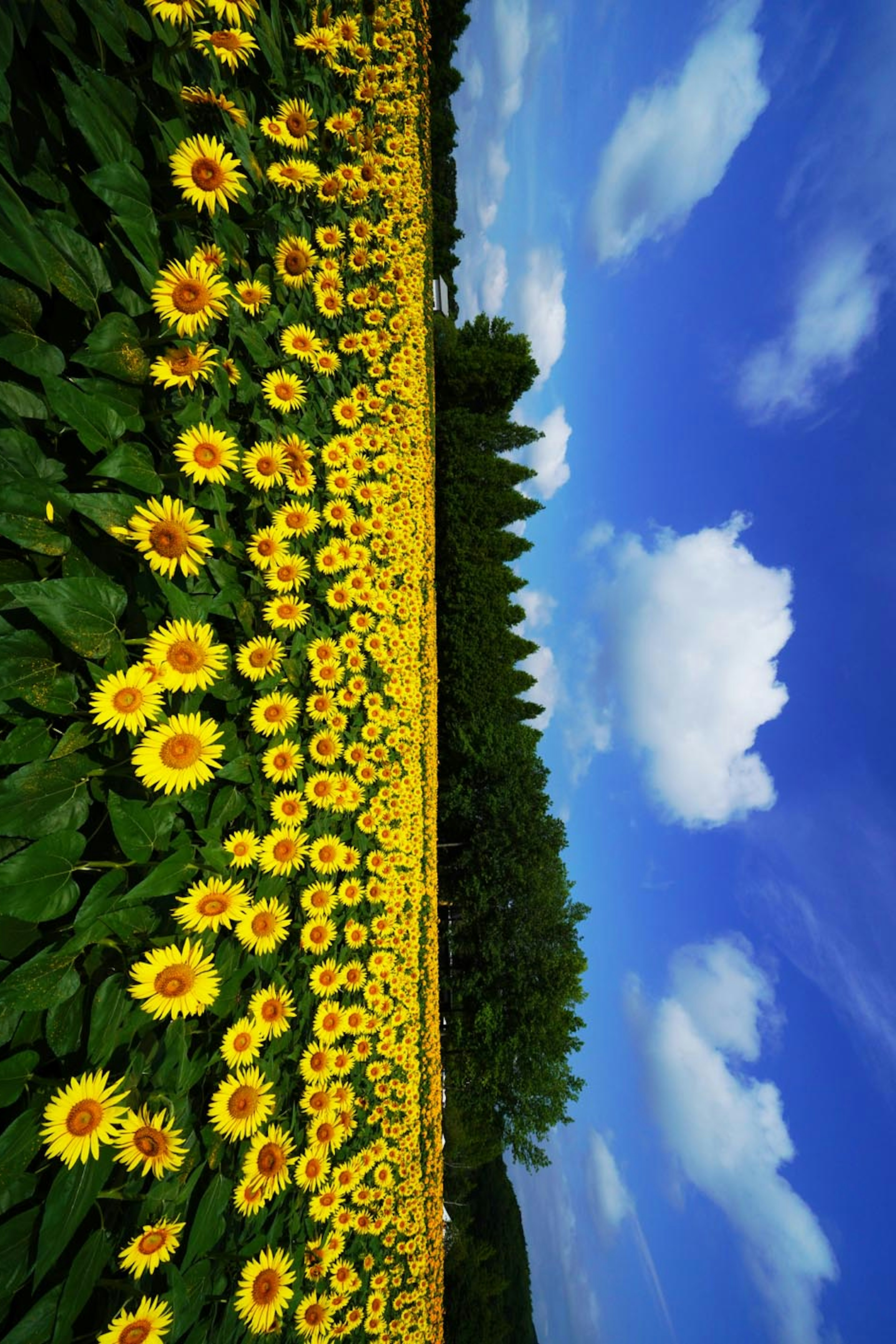 Un paysage de tournesols sous un ciel bleu